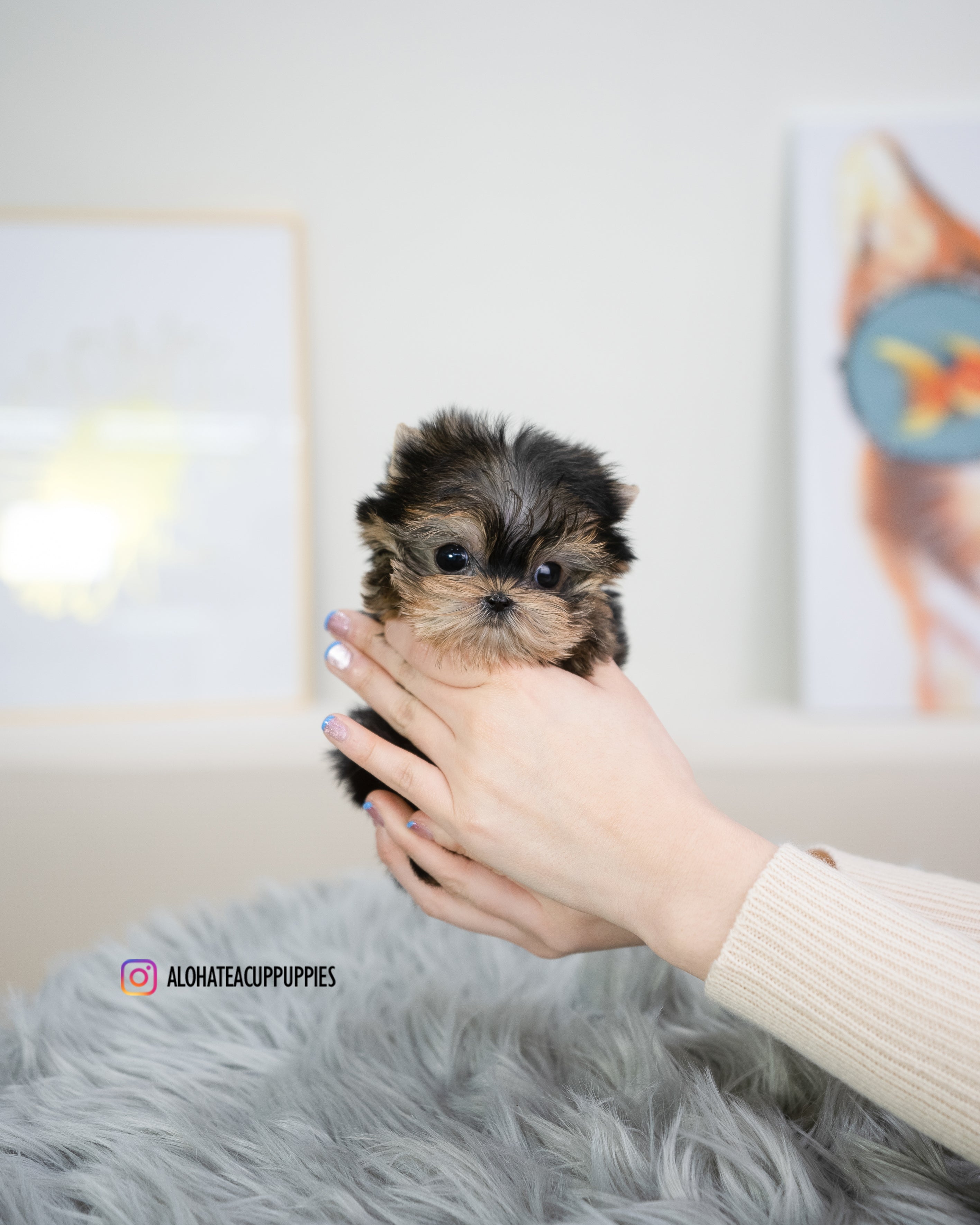 Holly [TEACUP YORKIE]