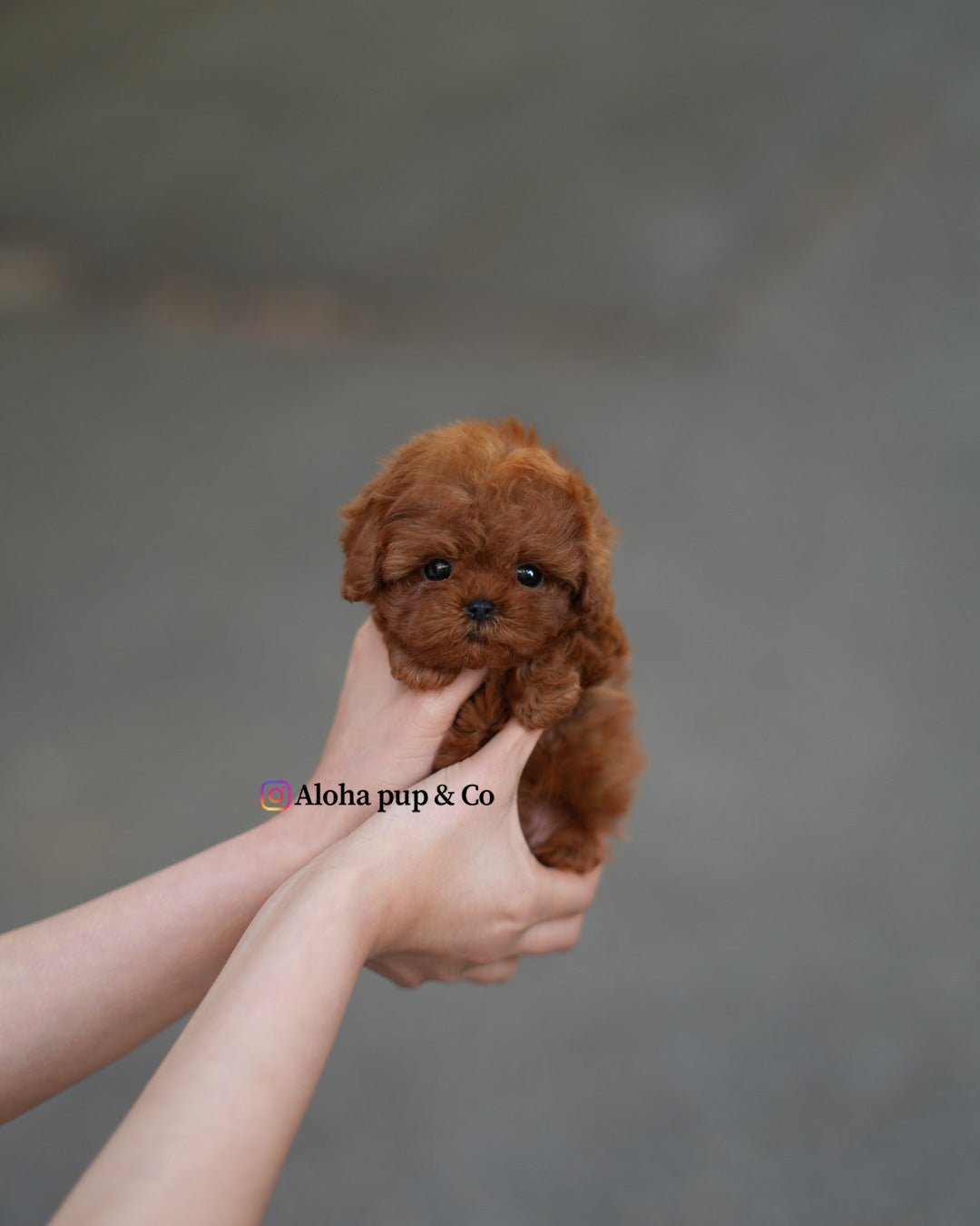 Gina [TEACUP POODLE]