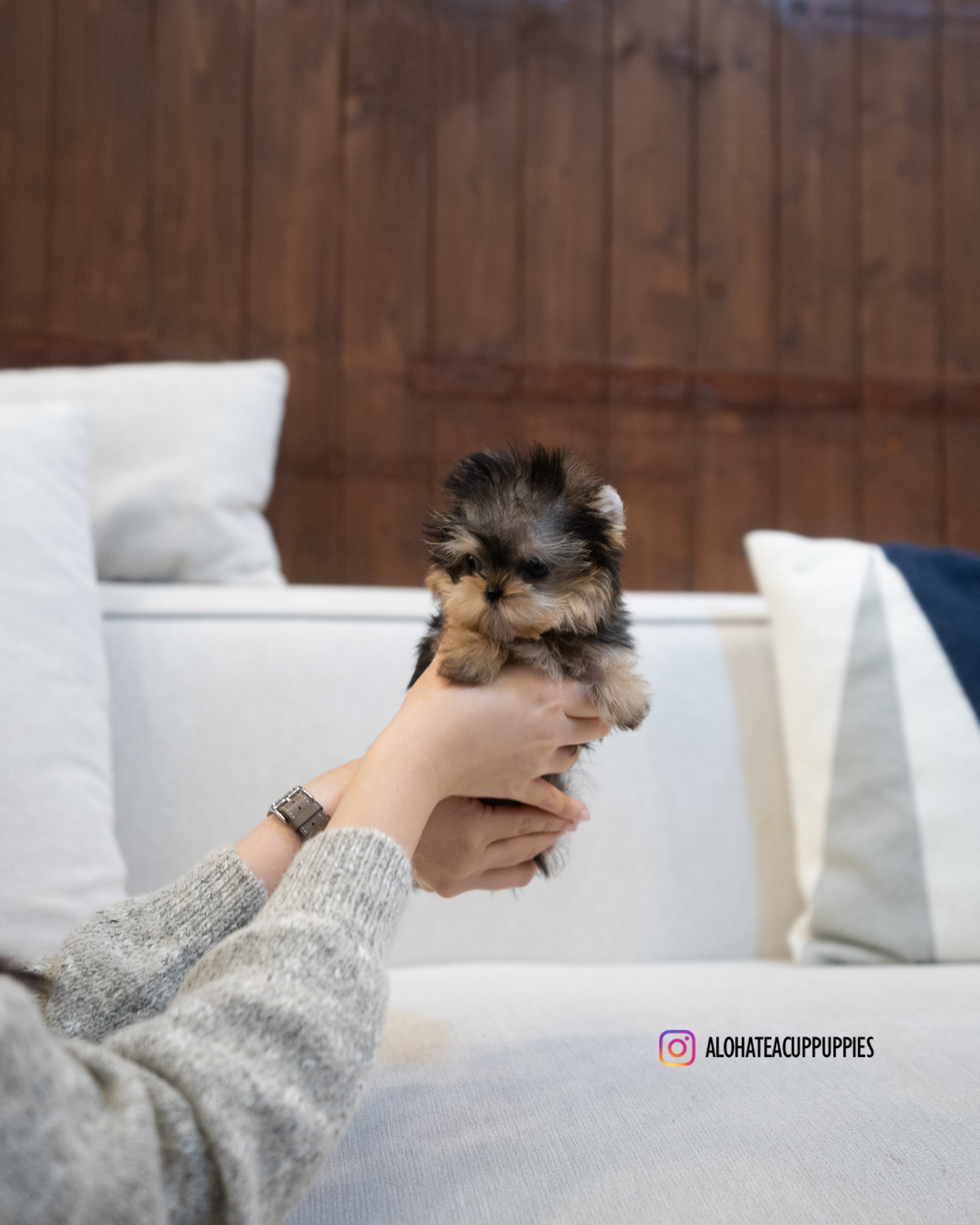 Barbie [TEACUP YORKIE]