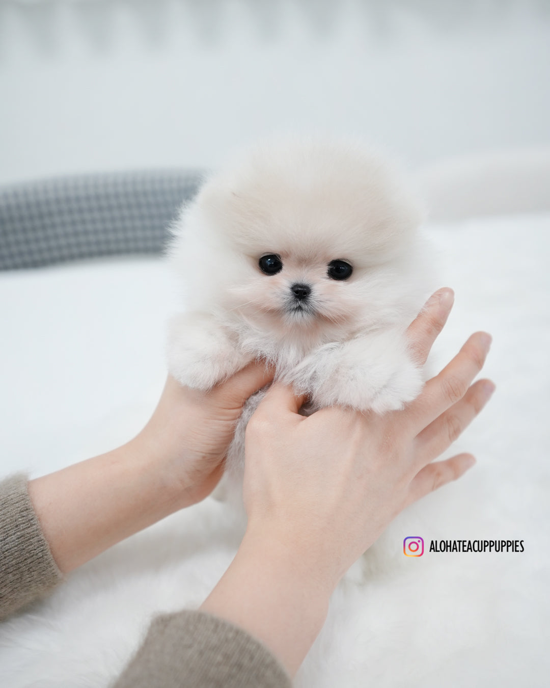 萨姆 [茶杯博美犬]