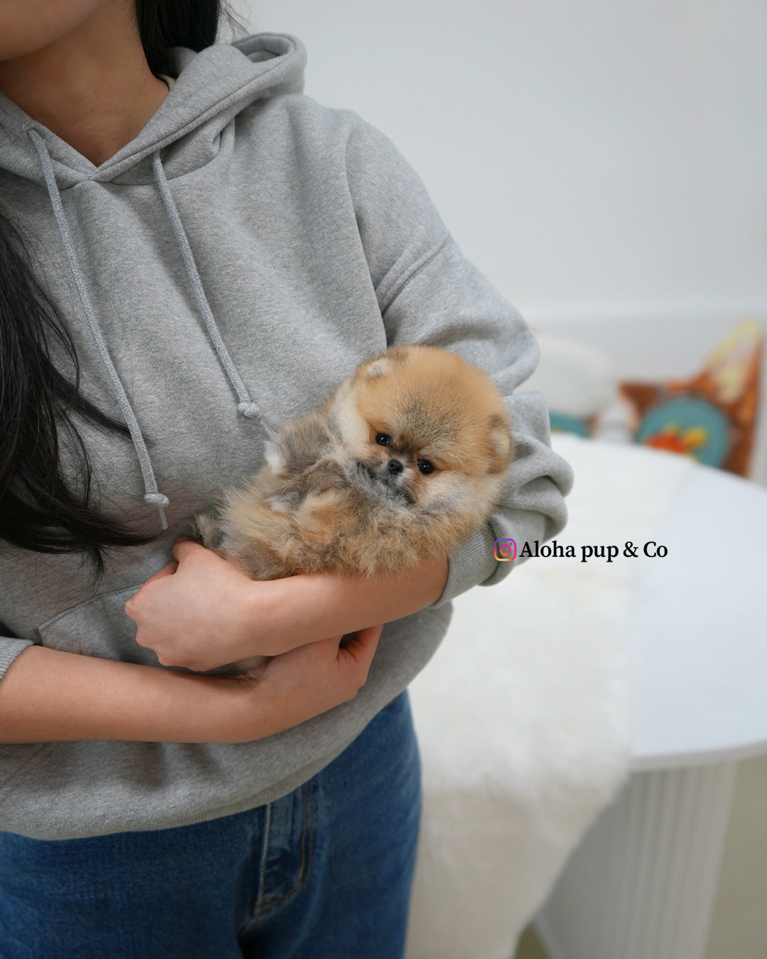 Lexi [POMERANIA TAZA DE TÉ]
