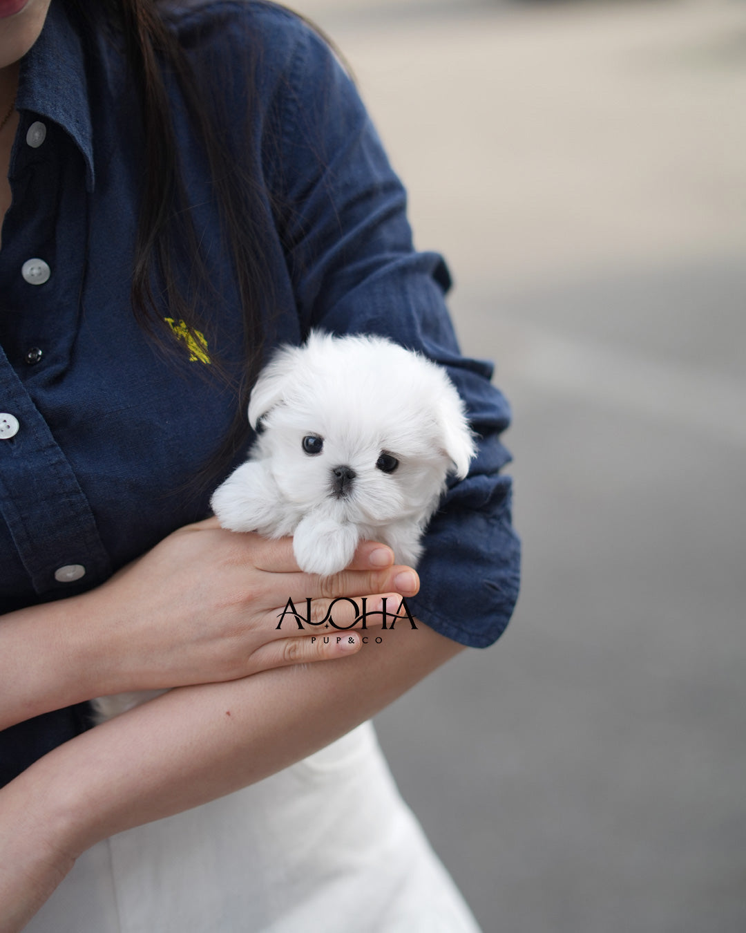 Suri [TEACUP Maltese]