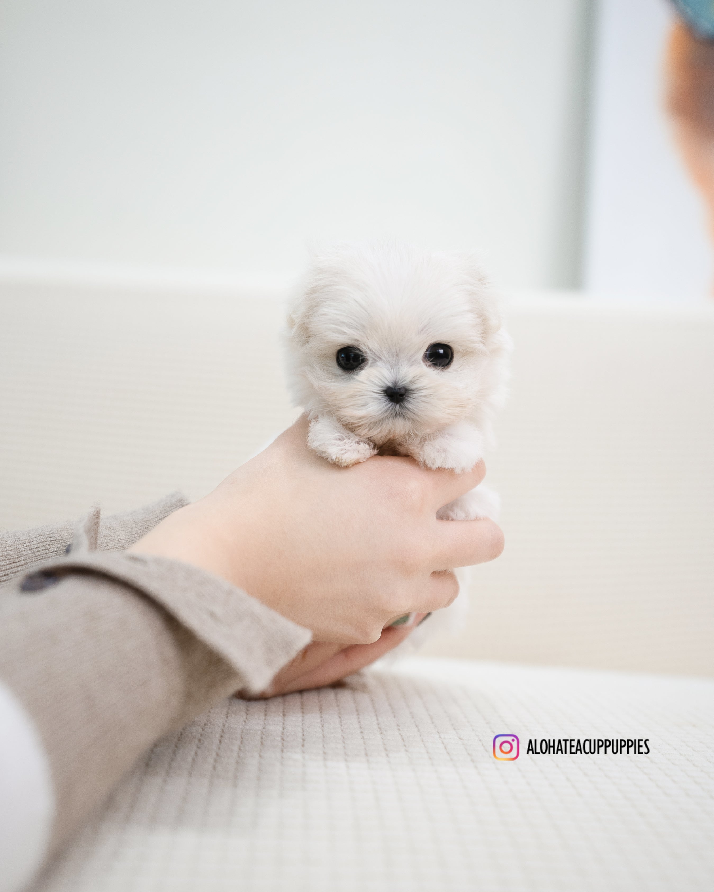 Miu [TEACUP MALTIPOO]