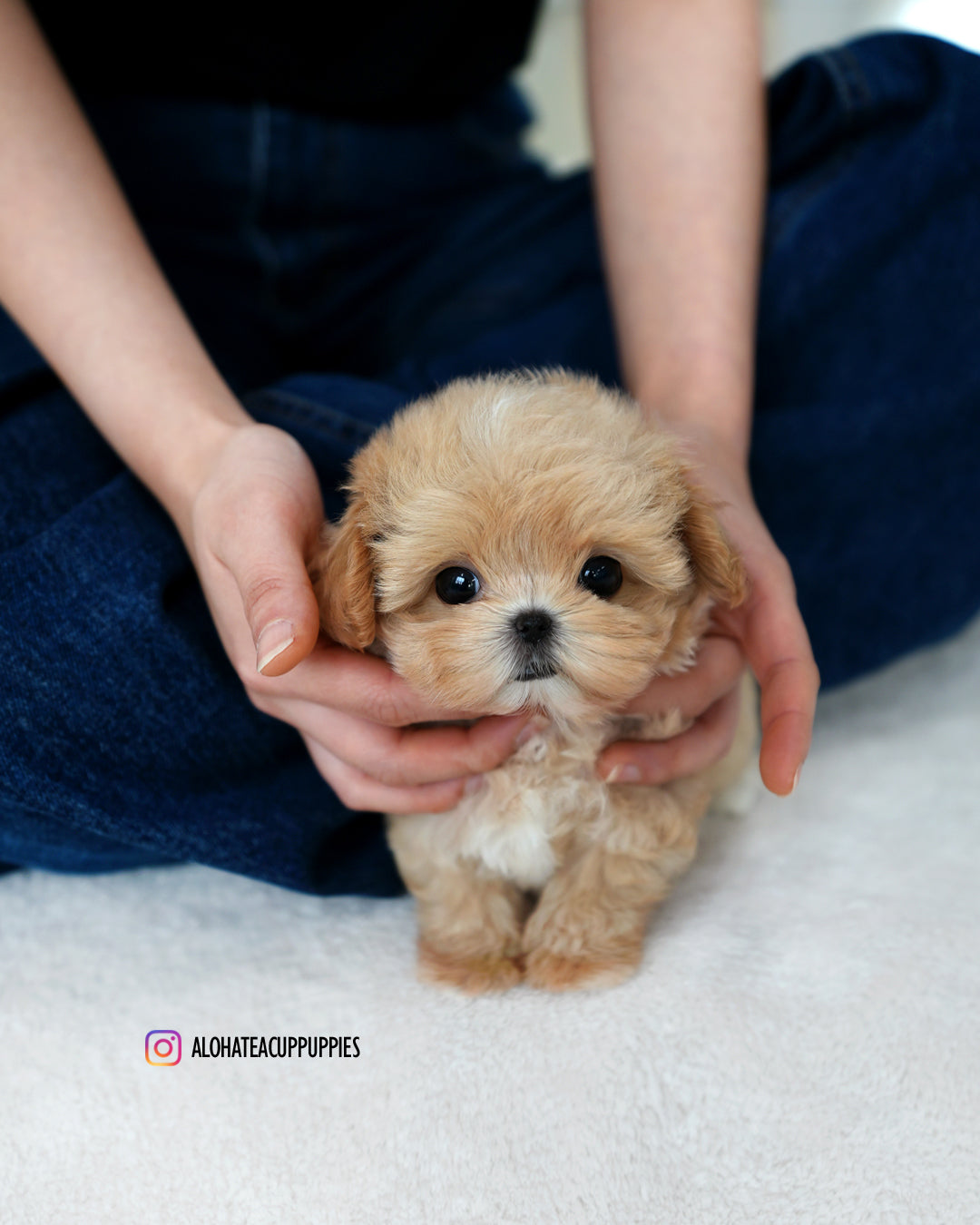 Orion [TEACUP MALTIPOO]