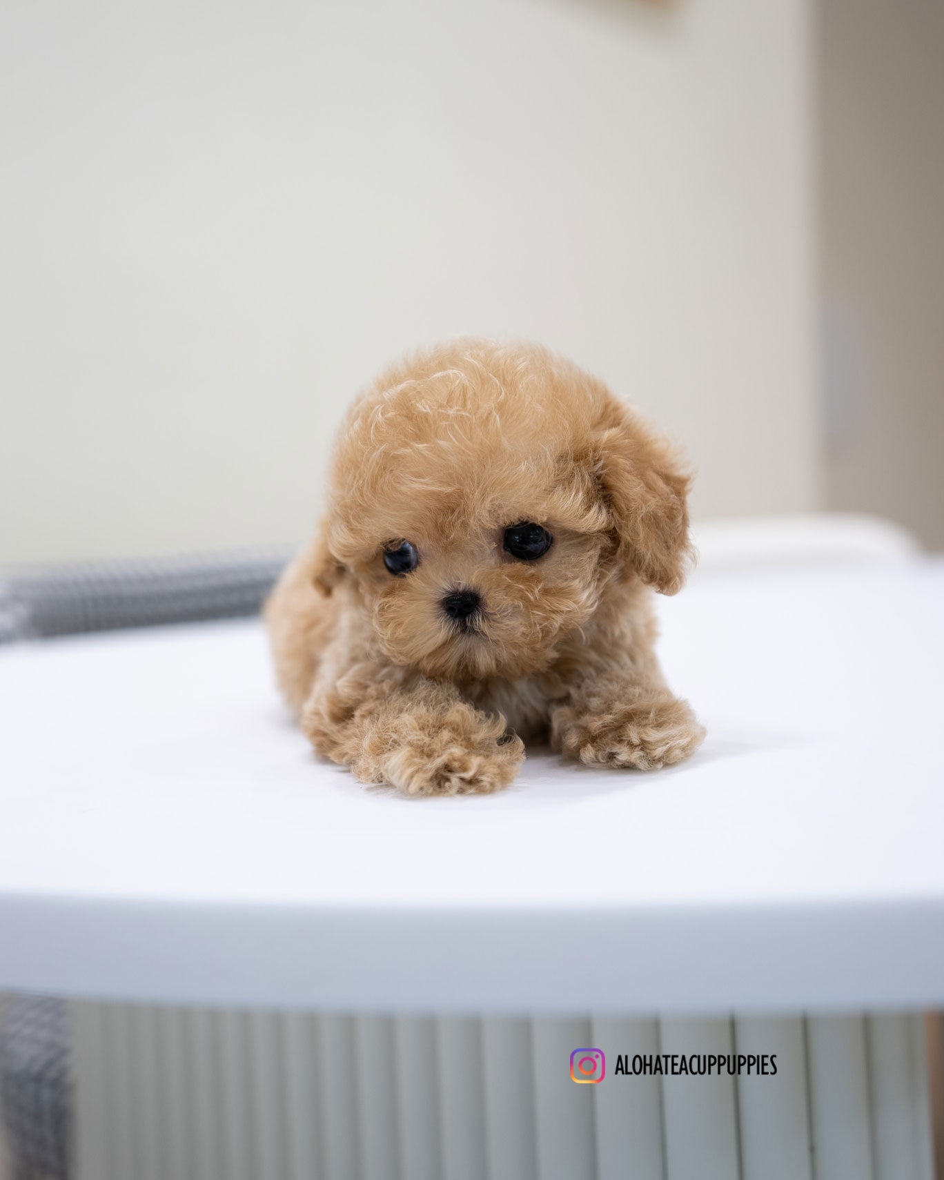 Jace [TEACUP POODLE]