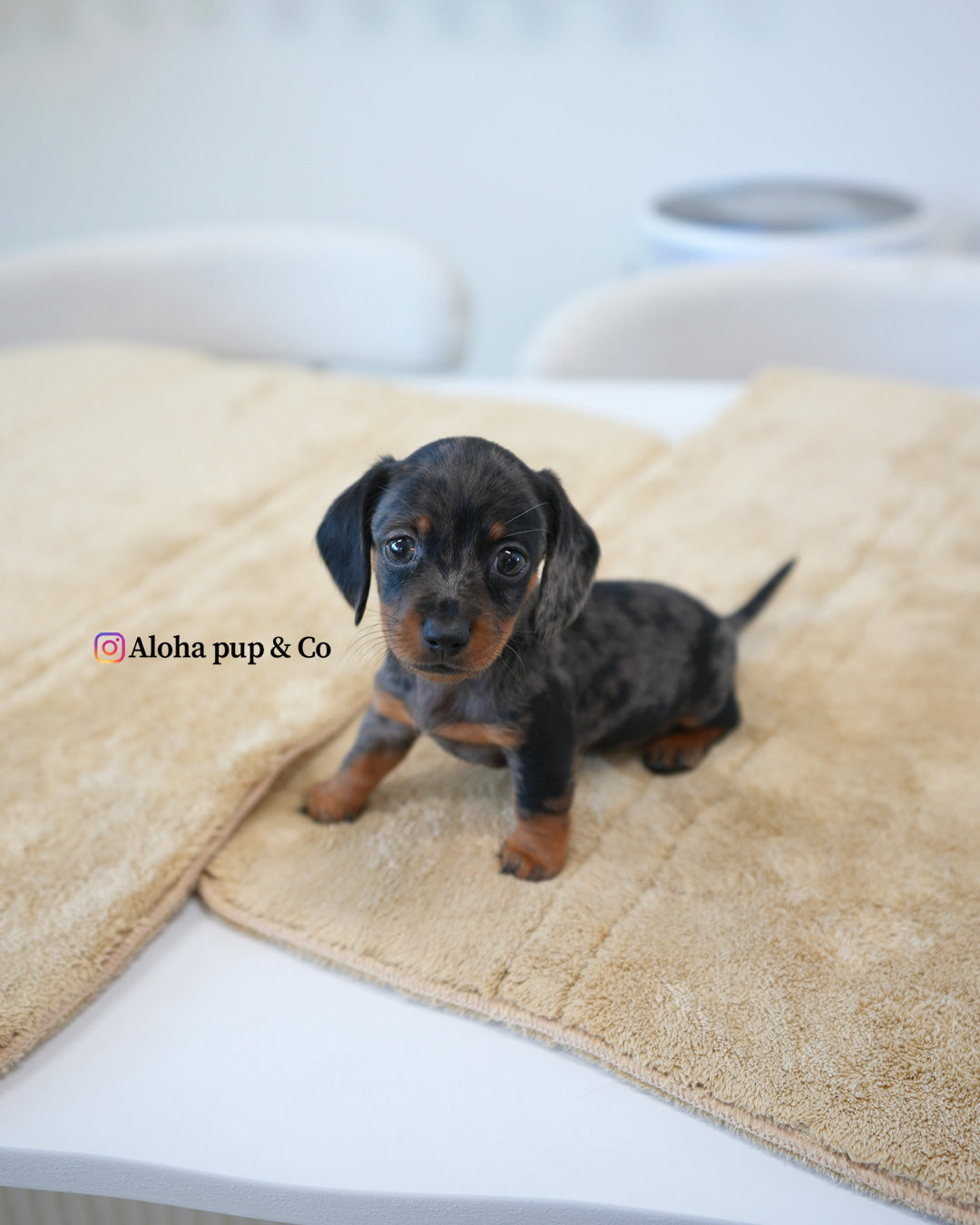 Zoe [Mini Dachshund]