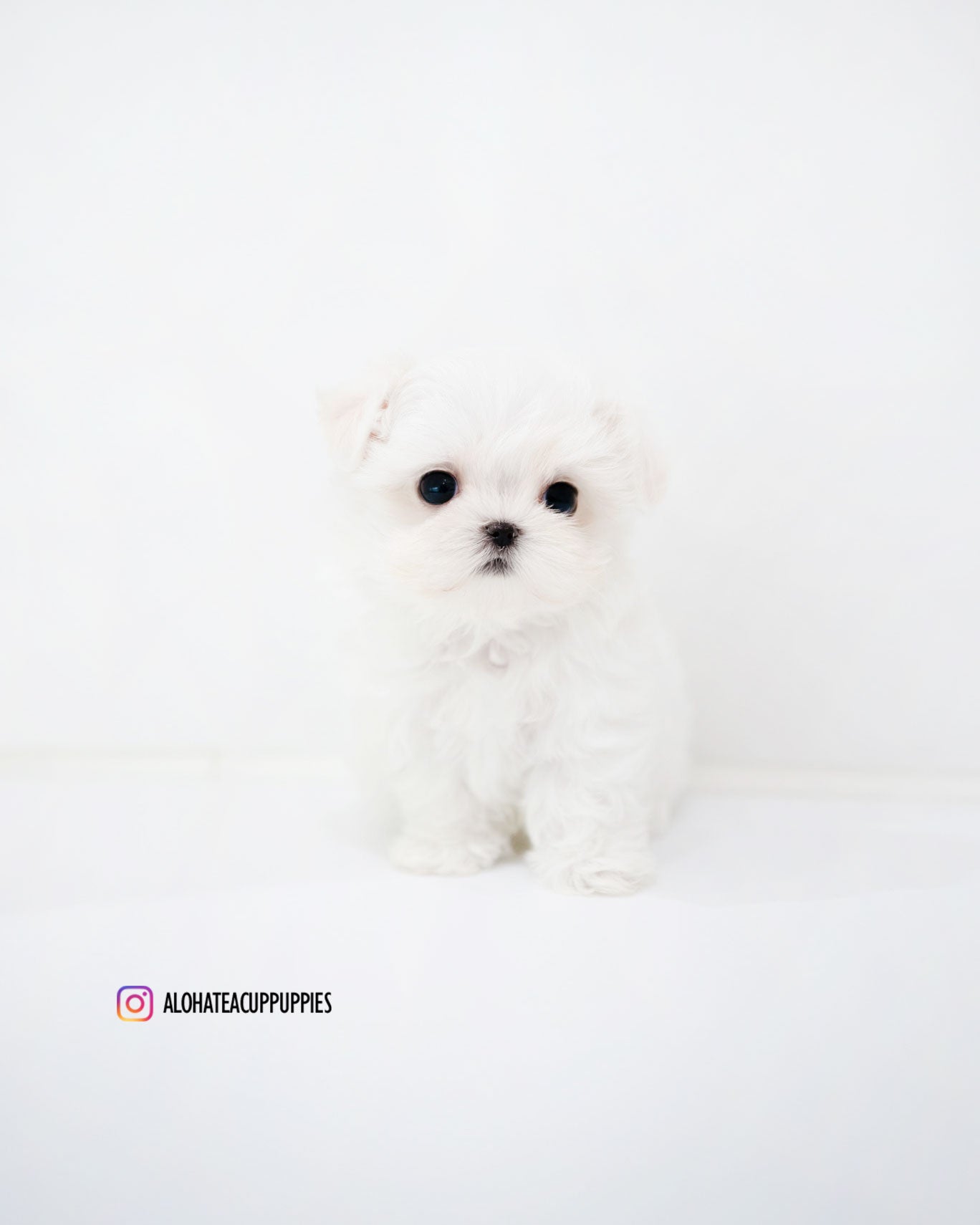 Sara [TEACUP MALTESE]