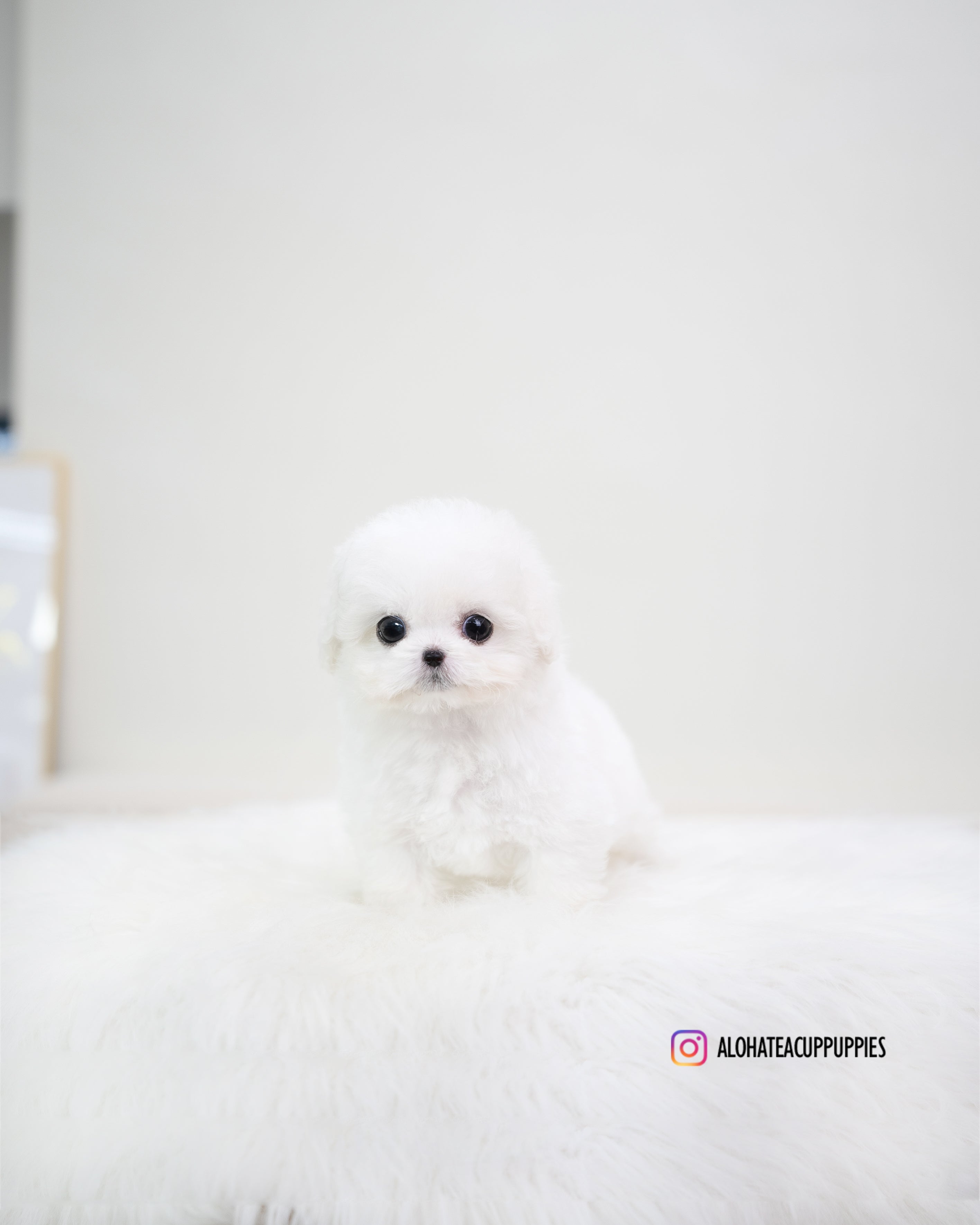 Emily [TEACUP BICHON]