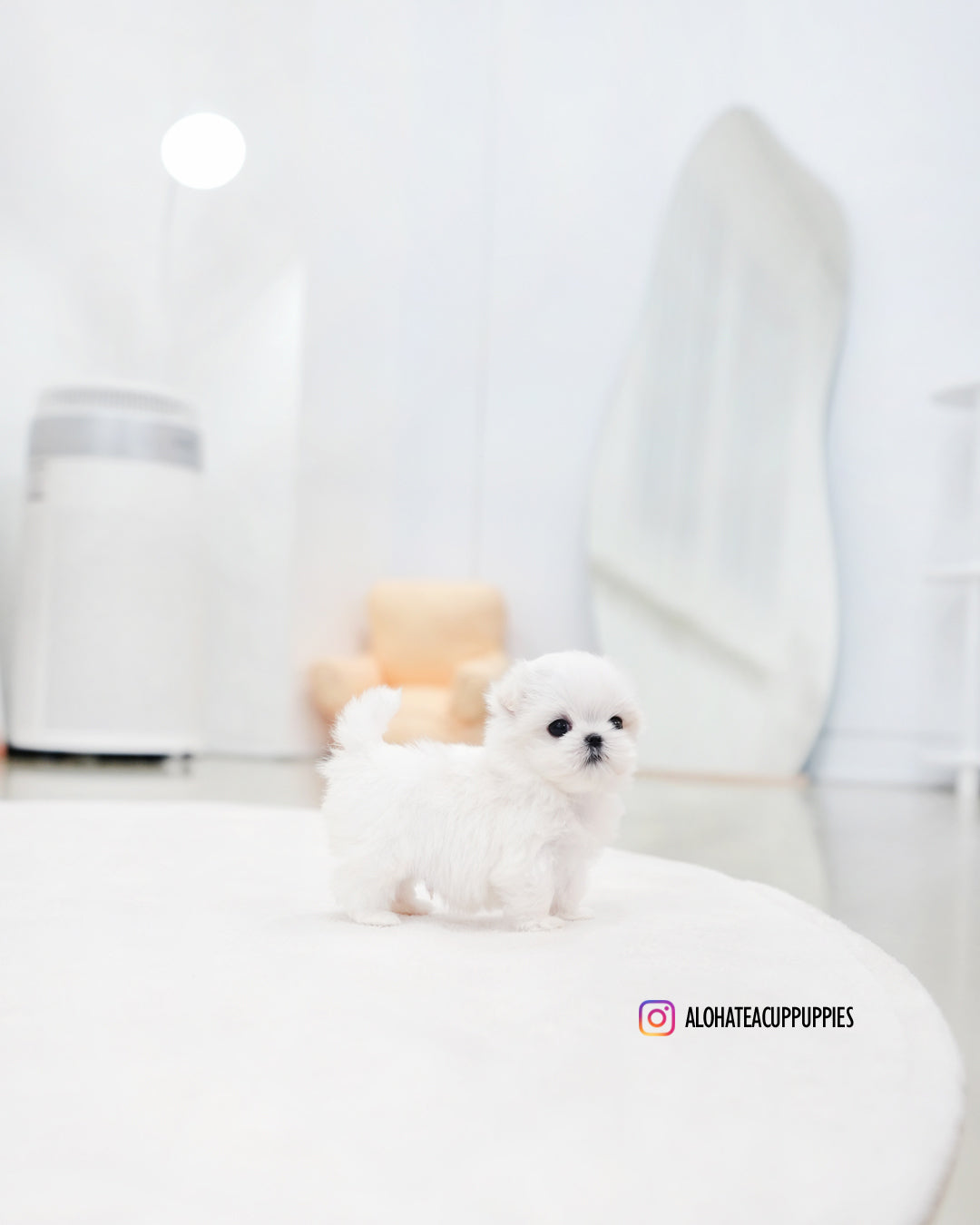 Eli [TEACUP MALTESE]