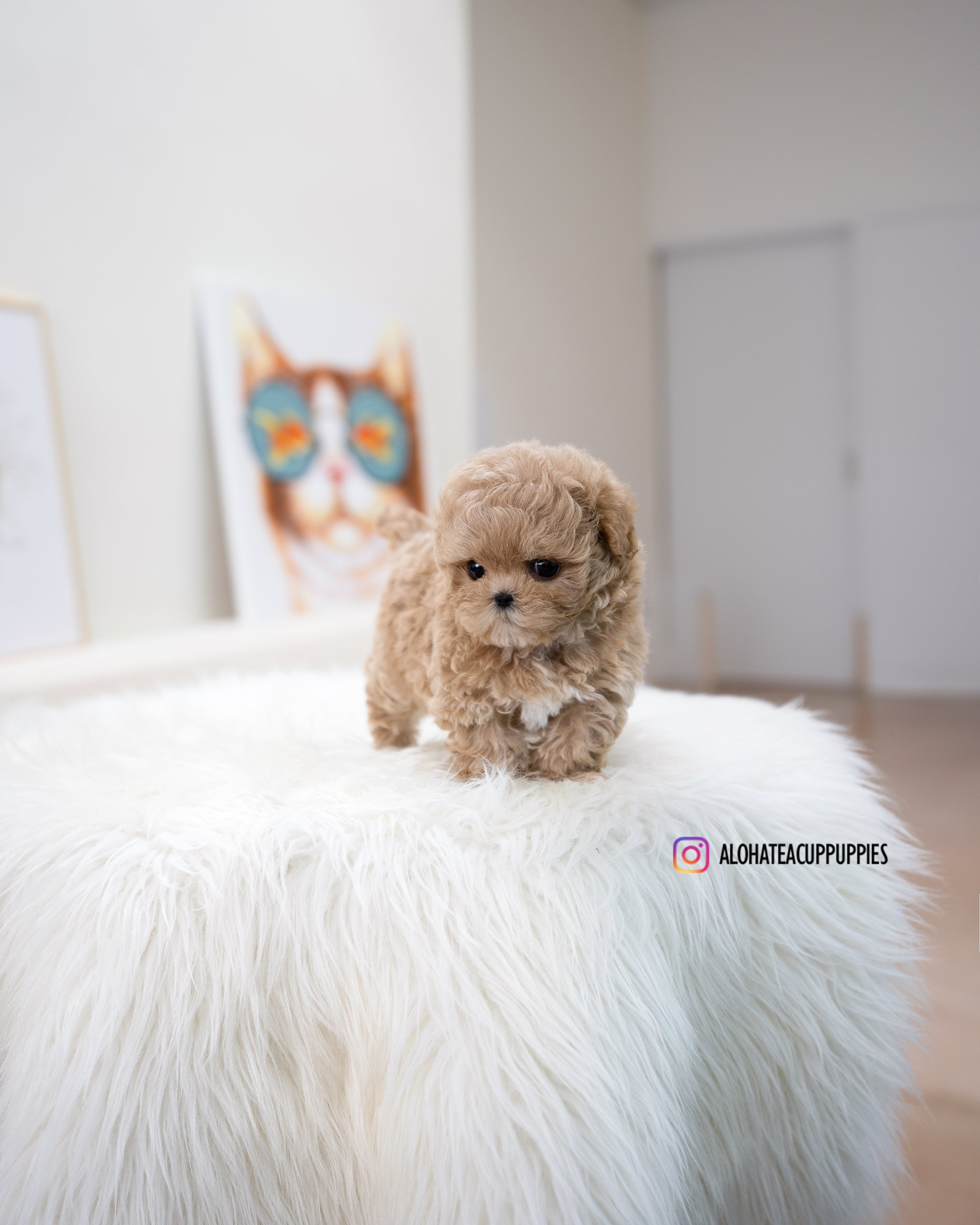 Muffin [TEACUP MALTIPOO]