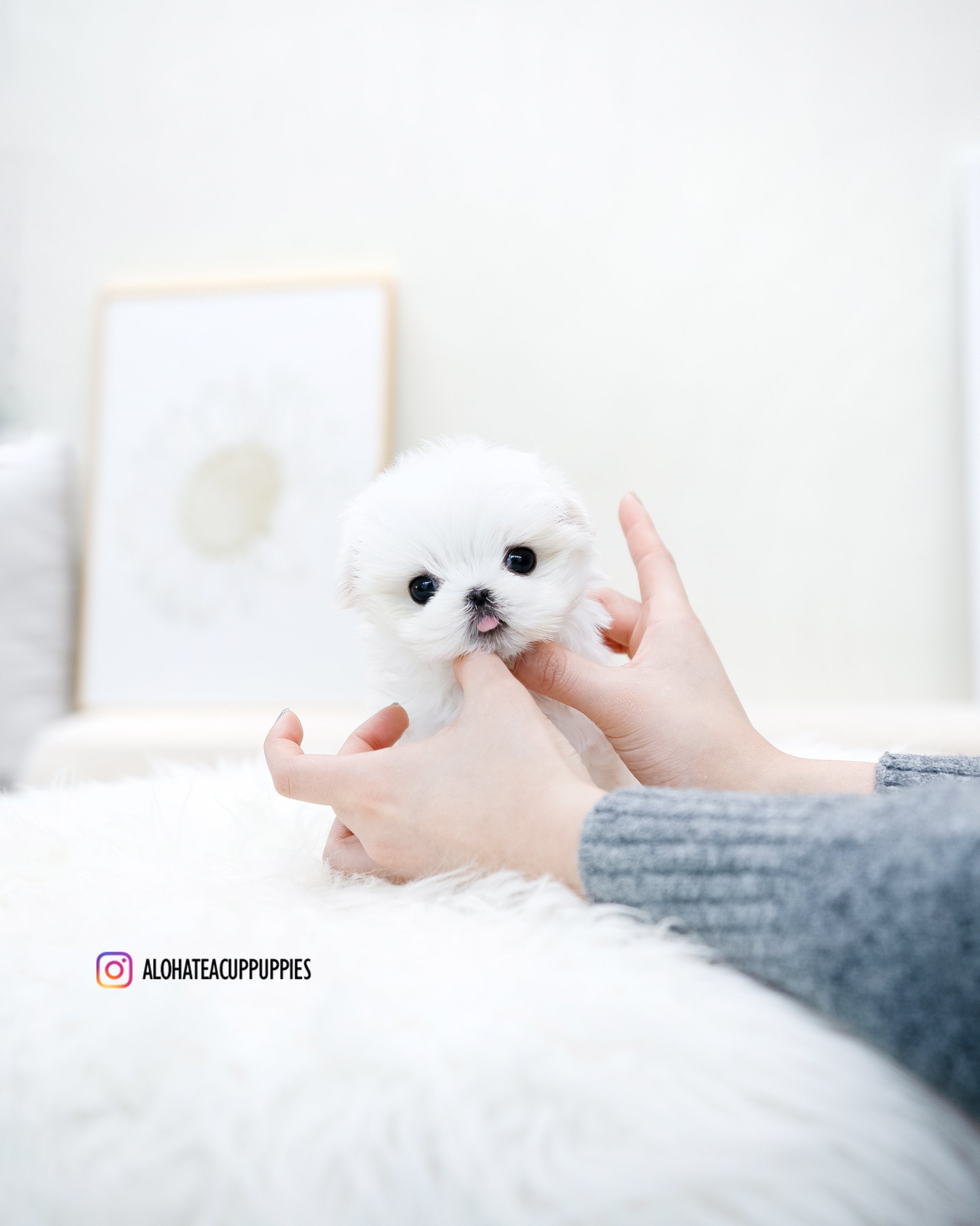 Caly [TEACUP MALTESE]