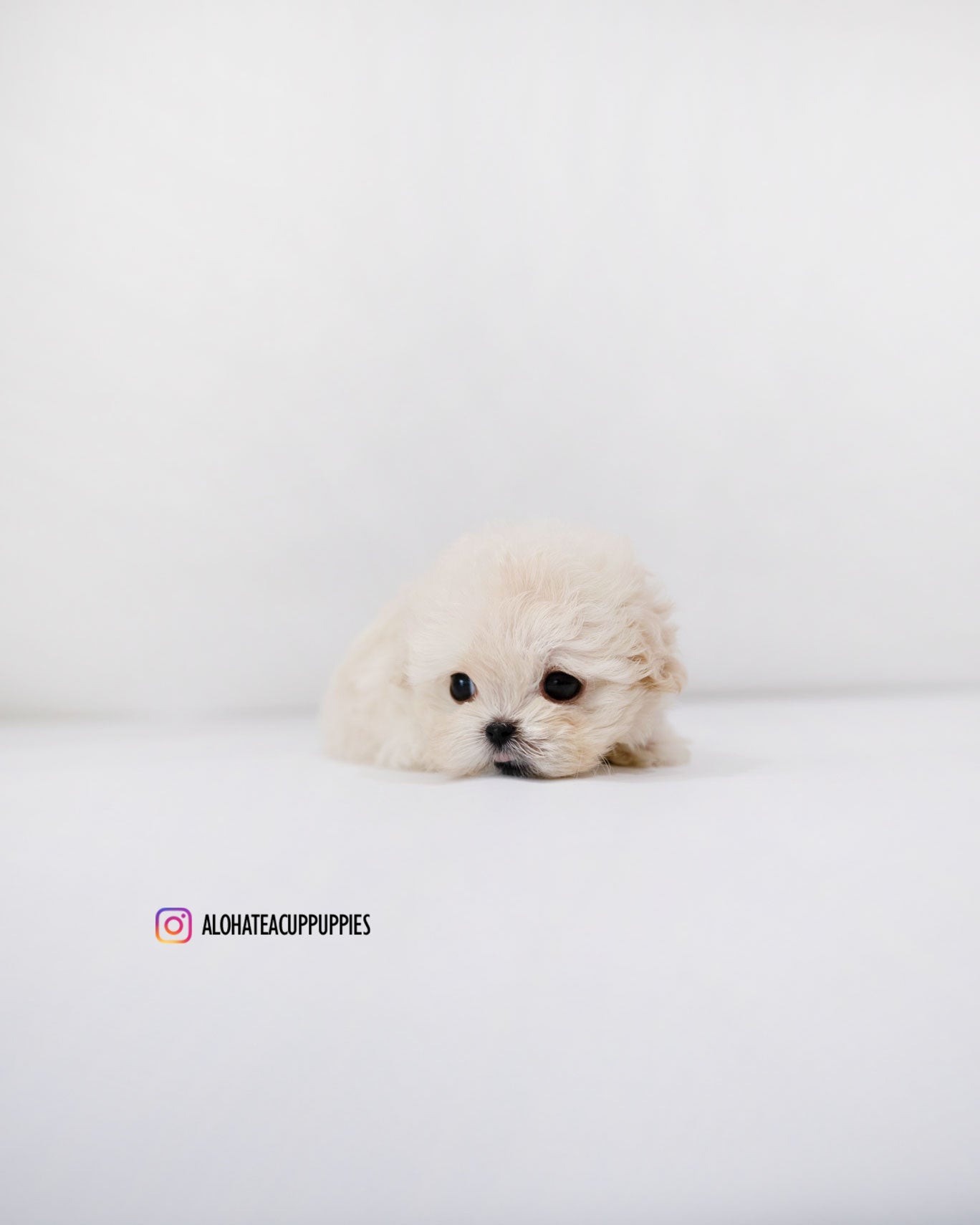 Donna [TEACUP MALTIPOO]