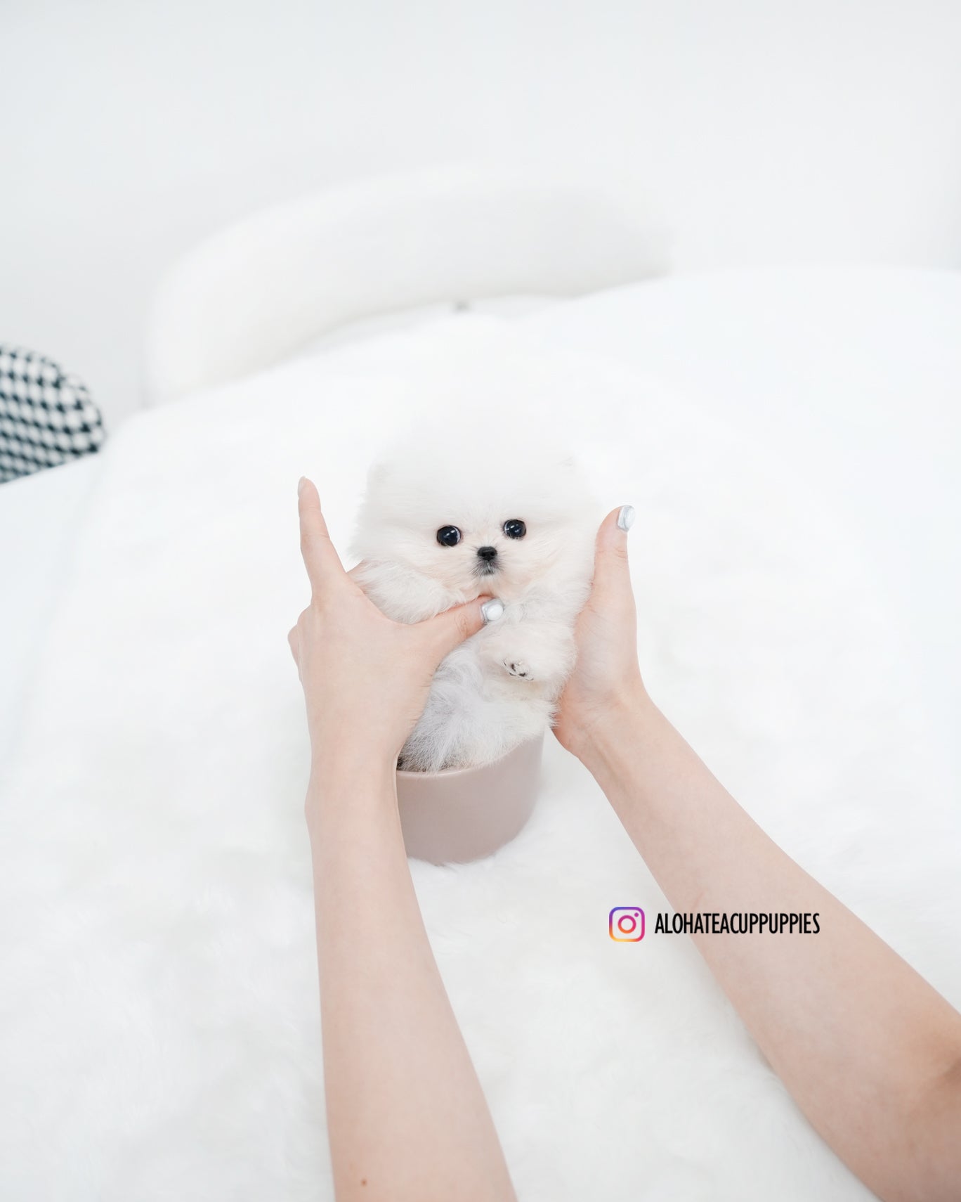 Maru [POMERANIA TAZA DE TÉ]