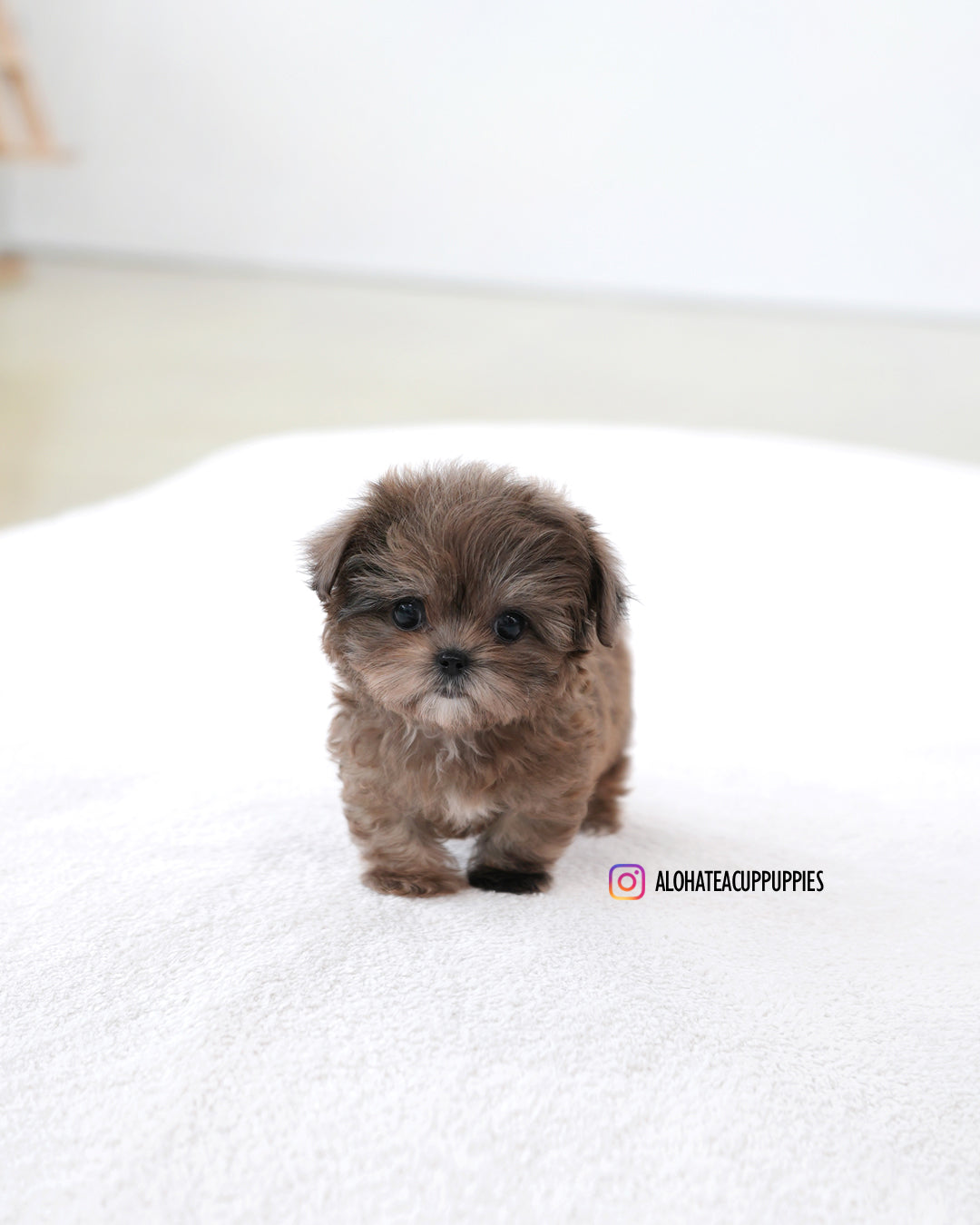 Tavi [TEACUP MALTIPOO]