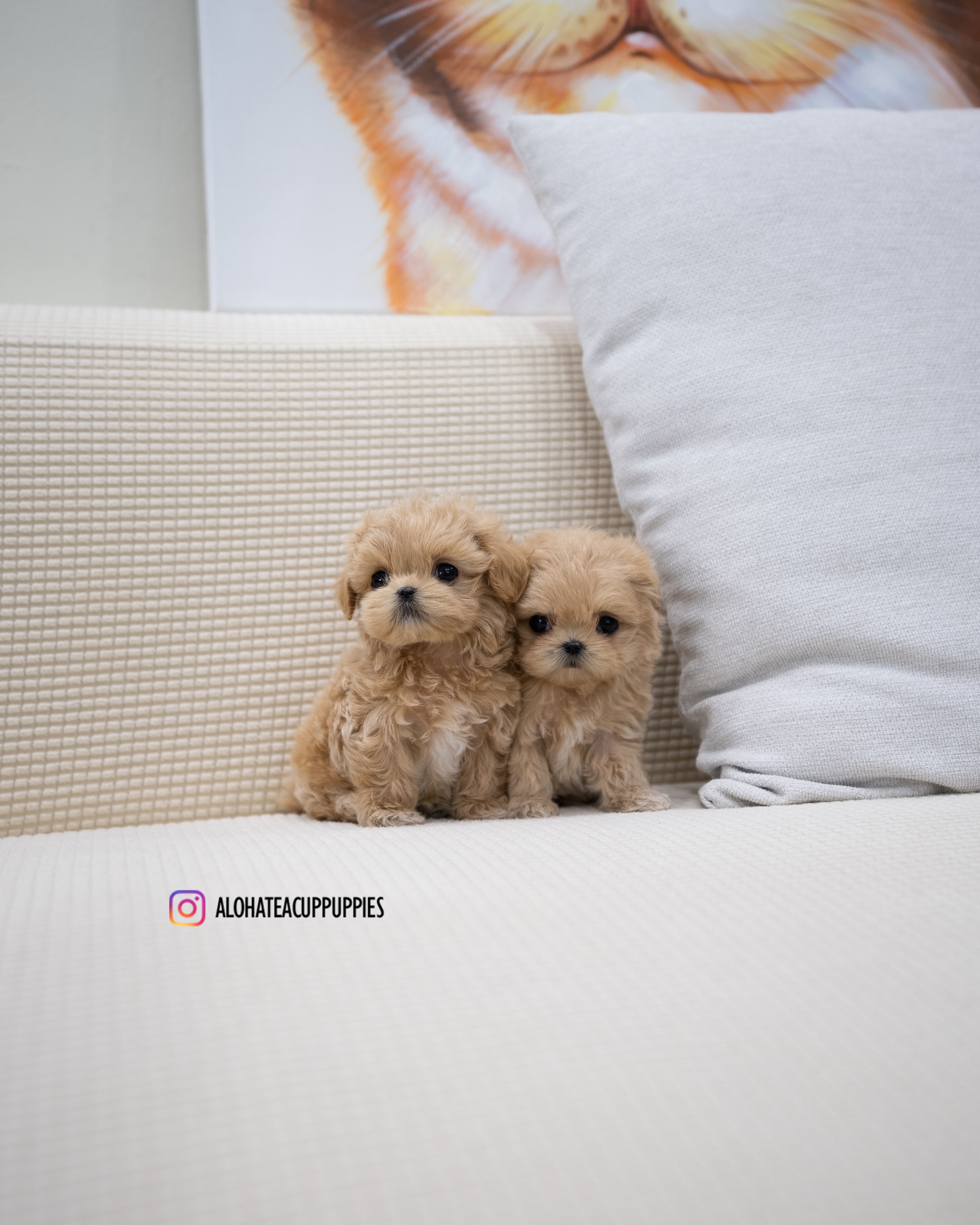 Wayne [TEACUP MALTIPOO]