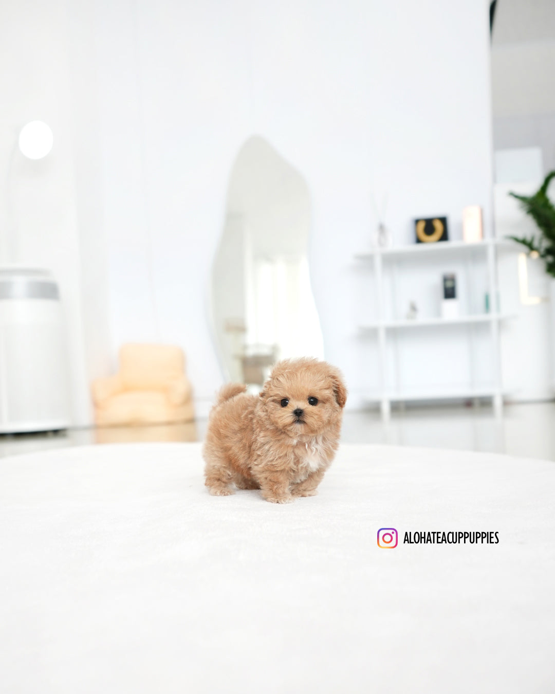 Paco [TEACUP MALTIPOO]
