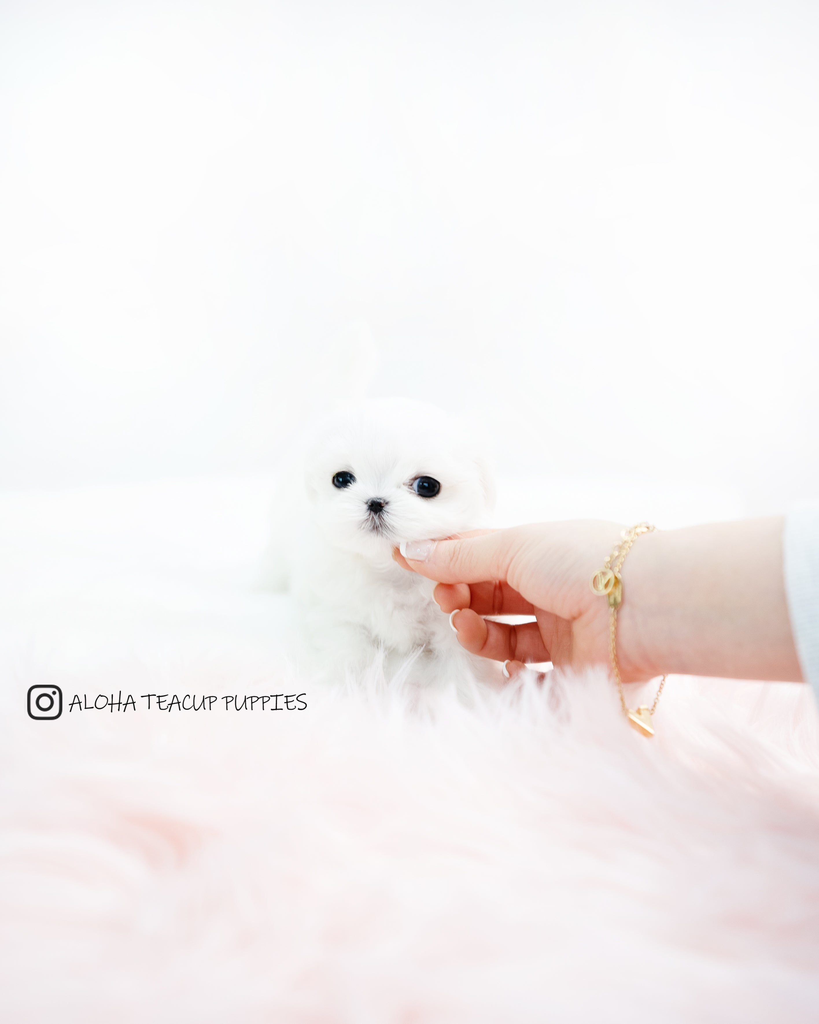 Evie [TEACUP MALTESE]