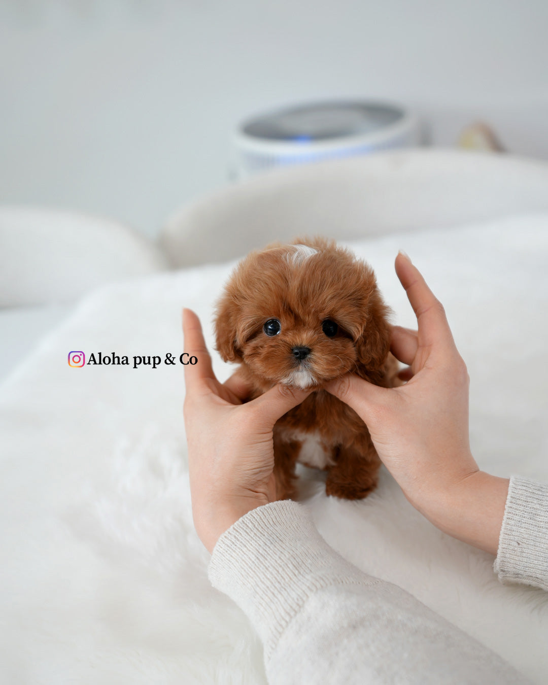 Effie [TEACUP MALTIPOO]