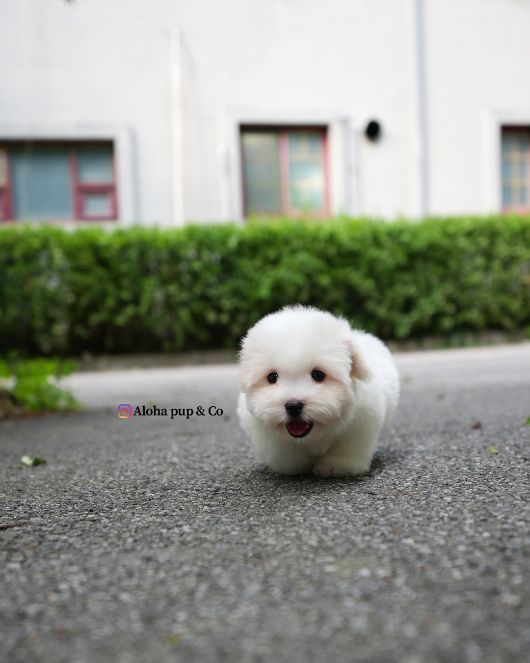 Goofy [Mini Coton de Tulear]
