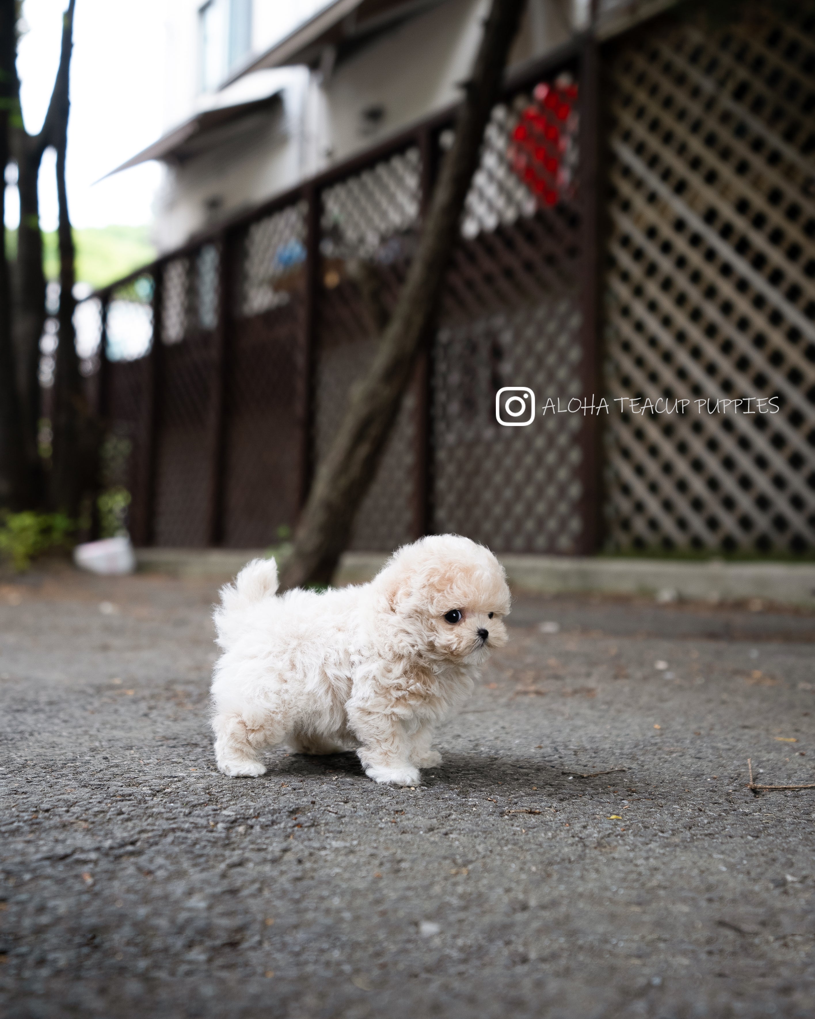 Ozzy [TEACUP MALTIPOO]