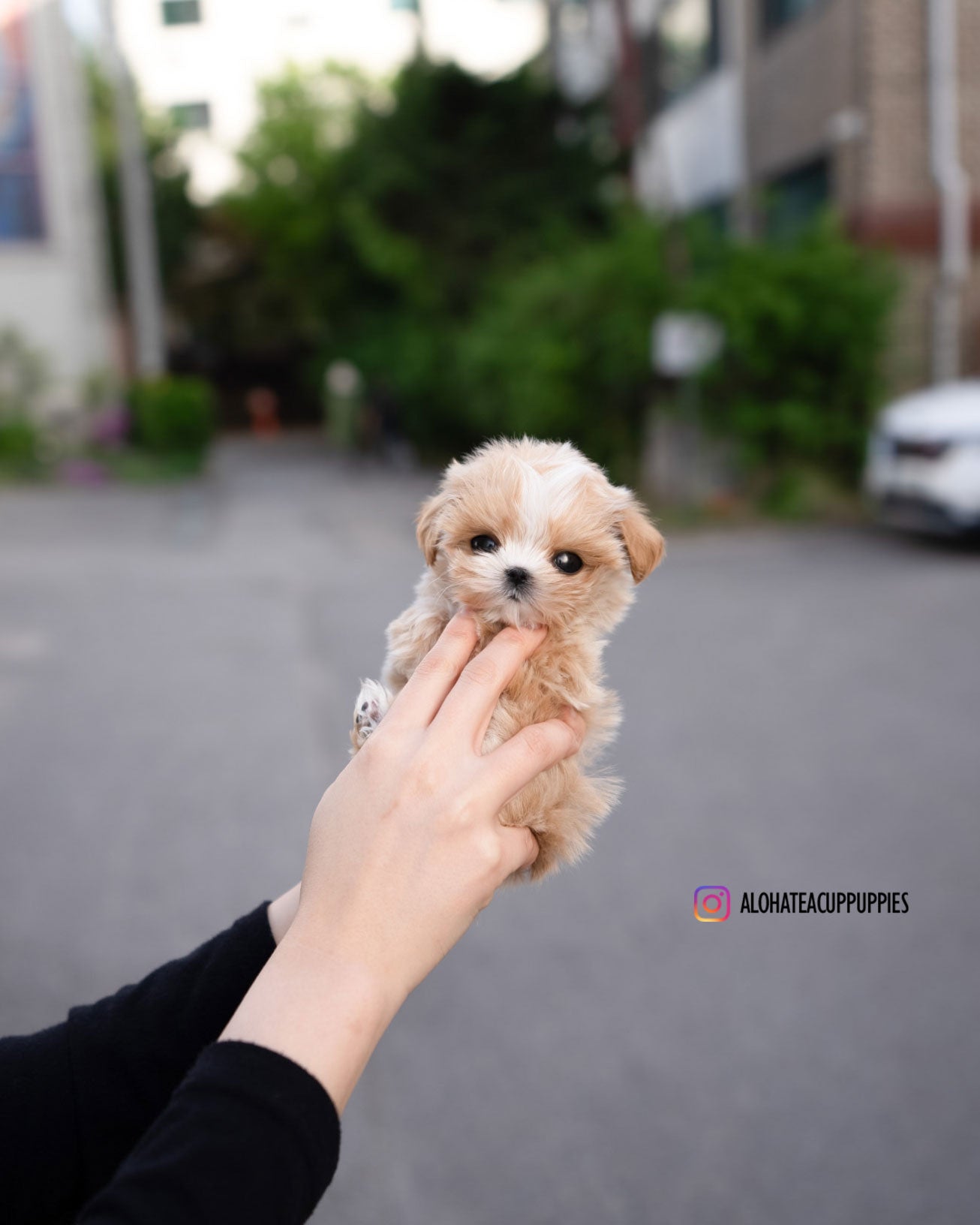 Lyn [TEACUP MALTIPOO]