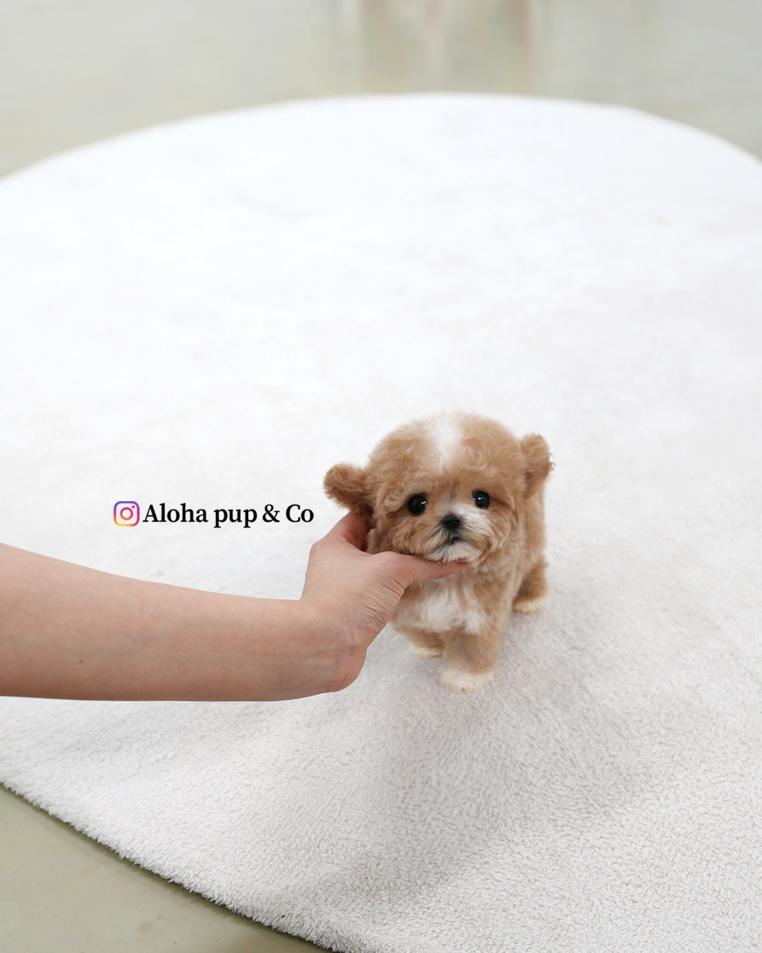 Tory [TEACUP POODLE]