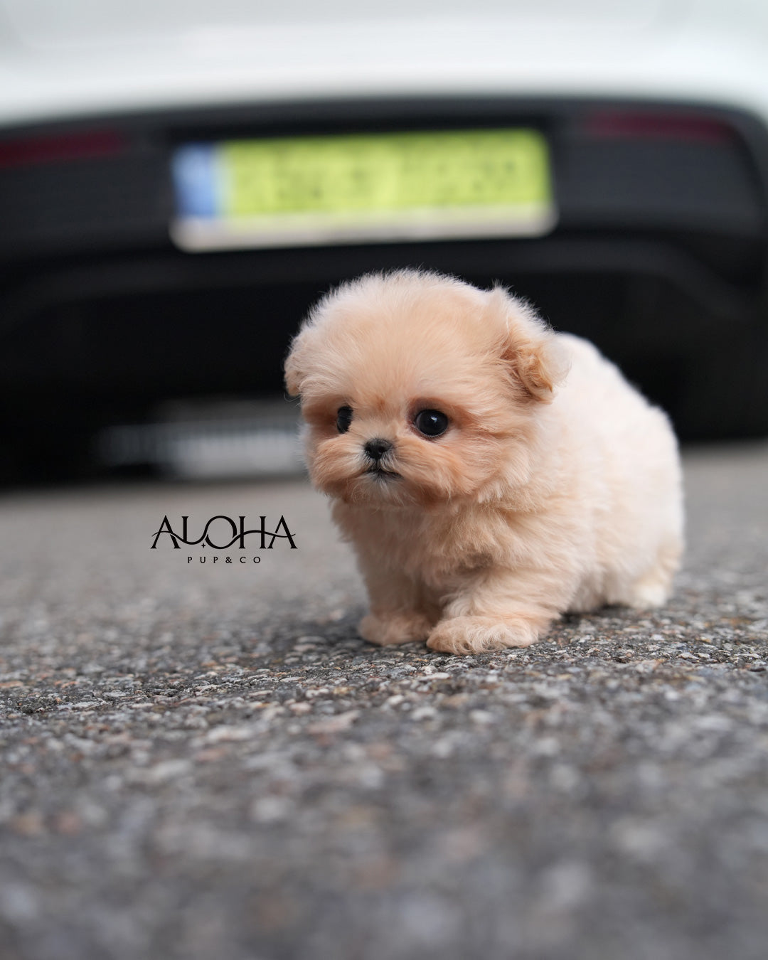 Peach [TEACUP MALTIPOO]