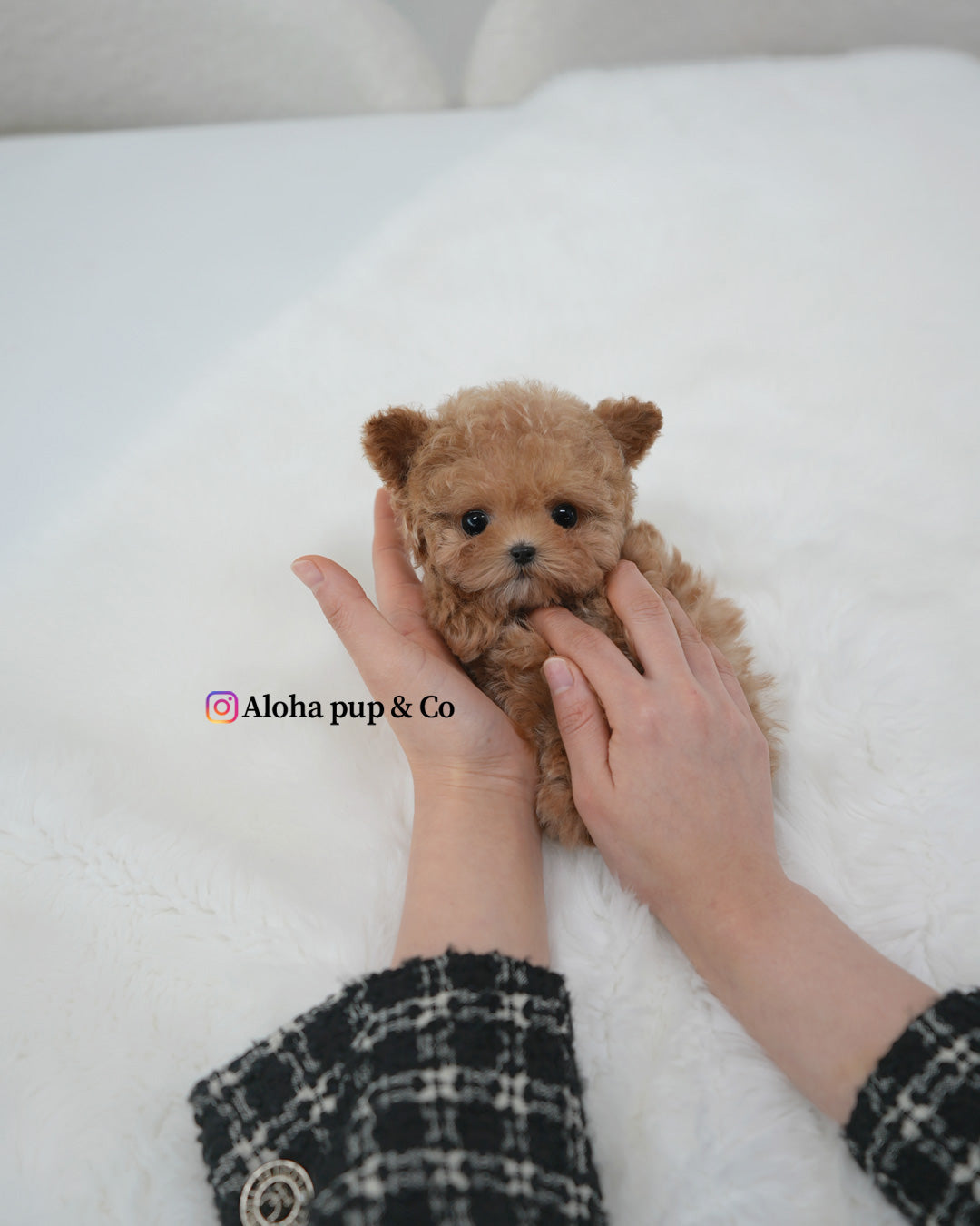 Vivi [TEACUP POODLE]