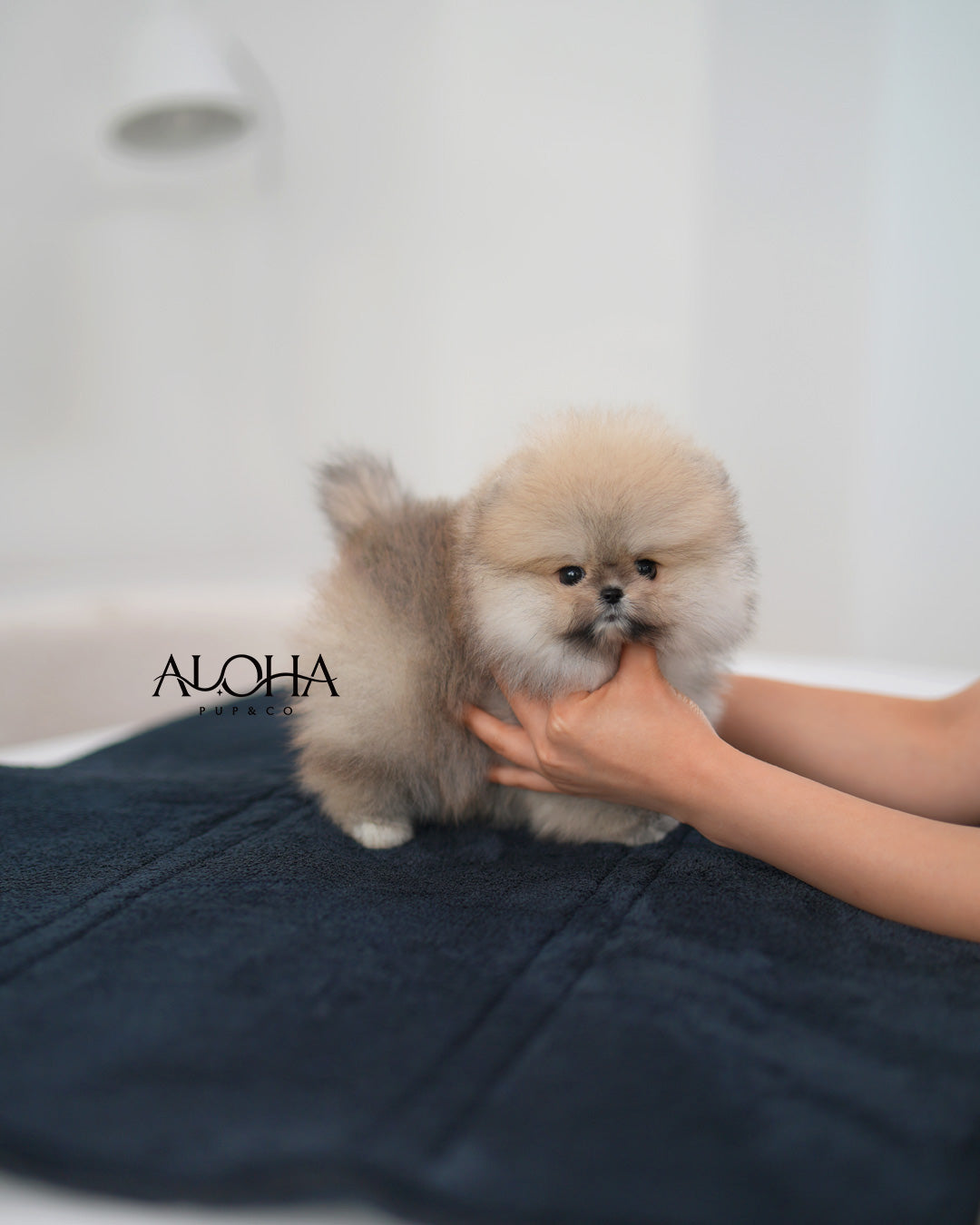 Gaby [TEACUP POMERANIAN]