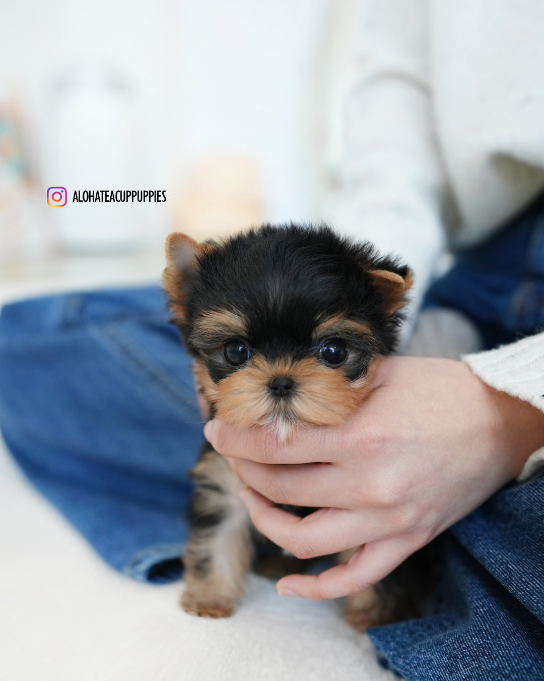 Benji [Teacup YORKIE]
