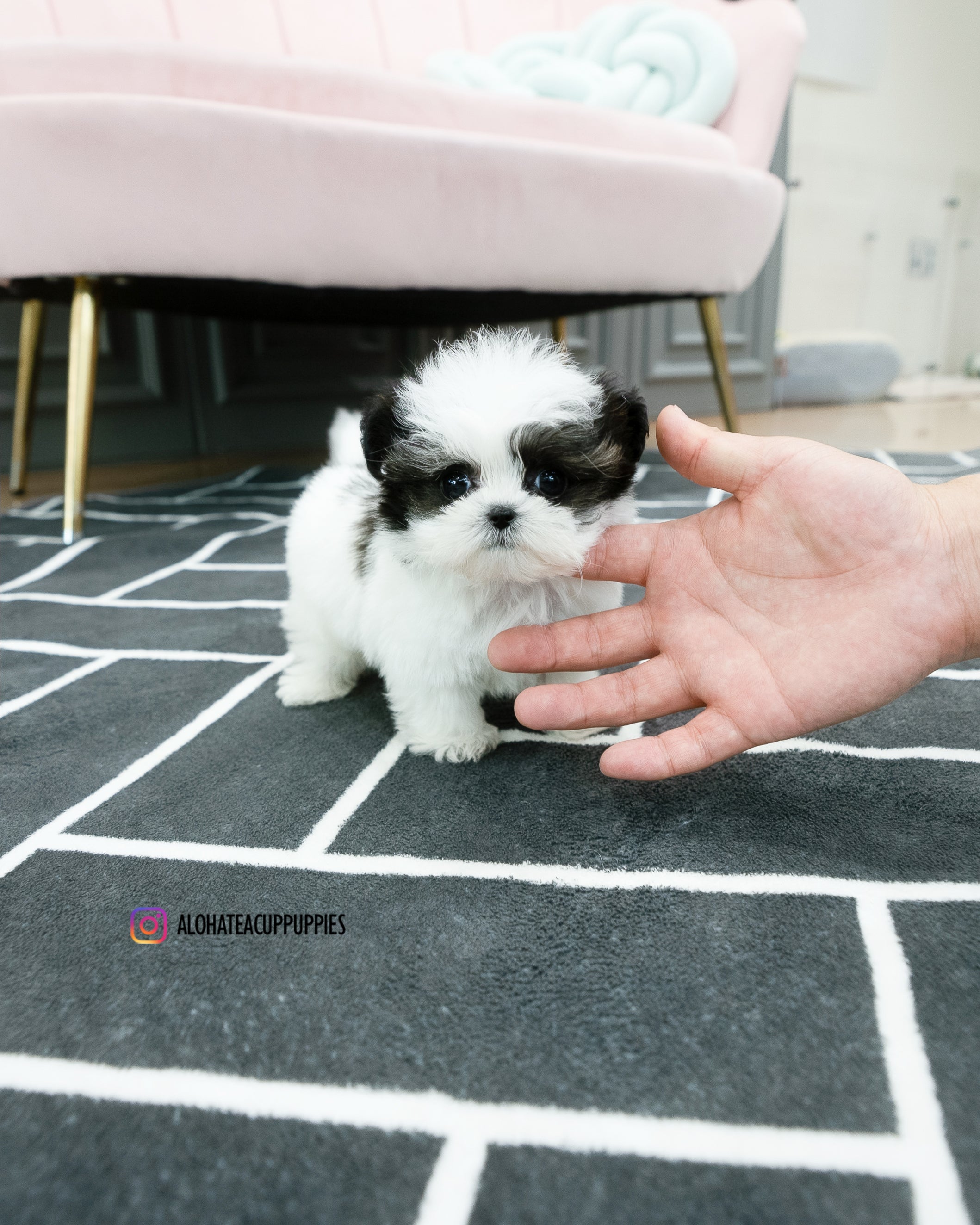 Colin [TEACUP MALTIPOO]