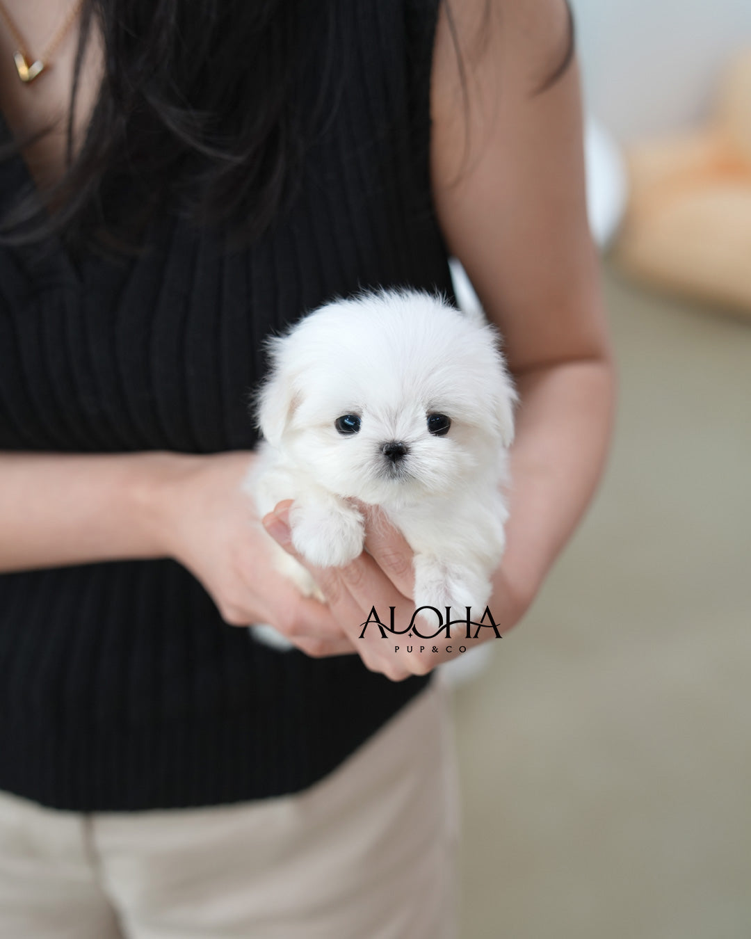 Lio [TEACUP Maltese]