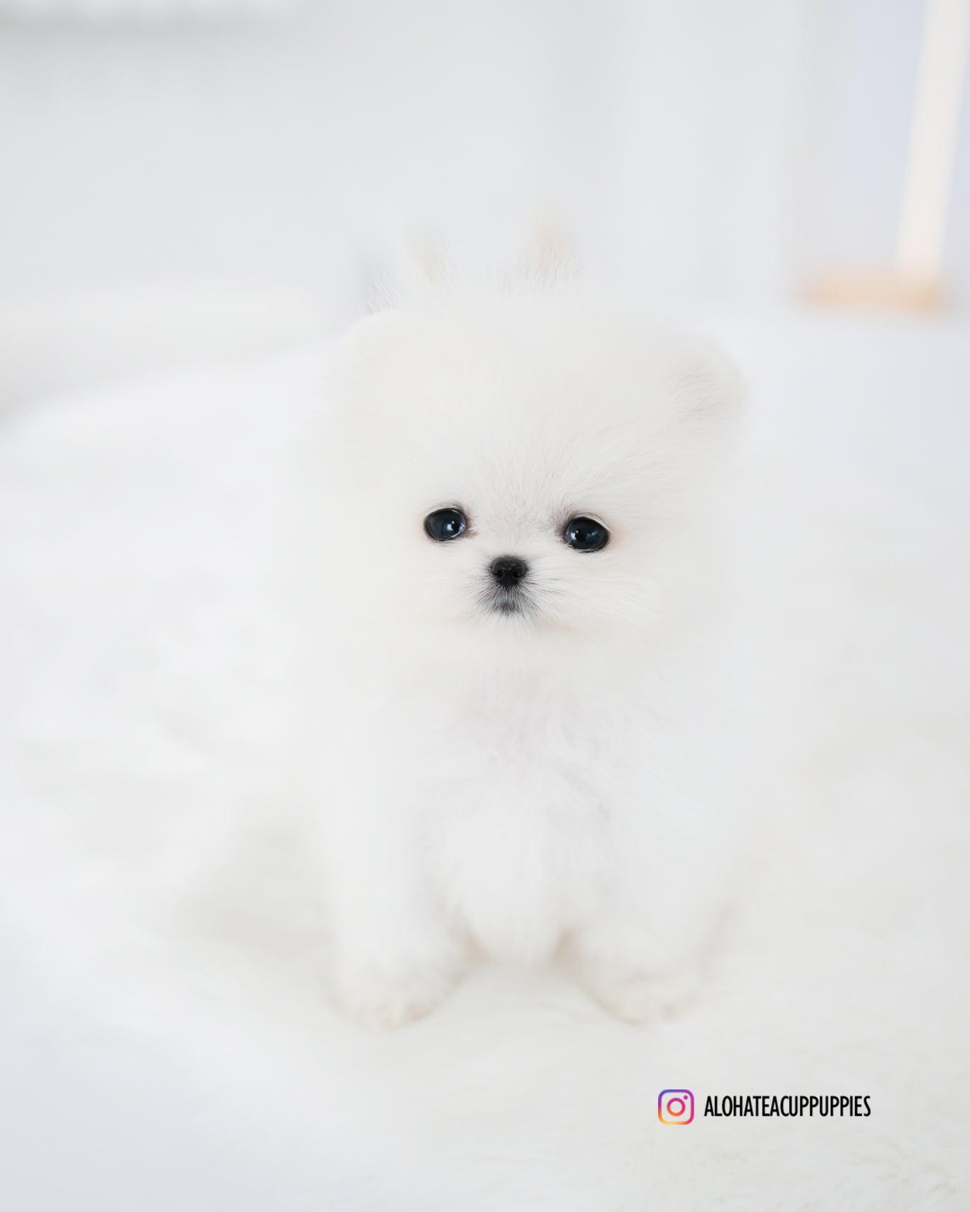 Tom [POMERANIA TIPO TAZA DE TÉ]