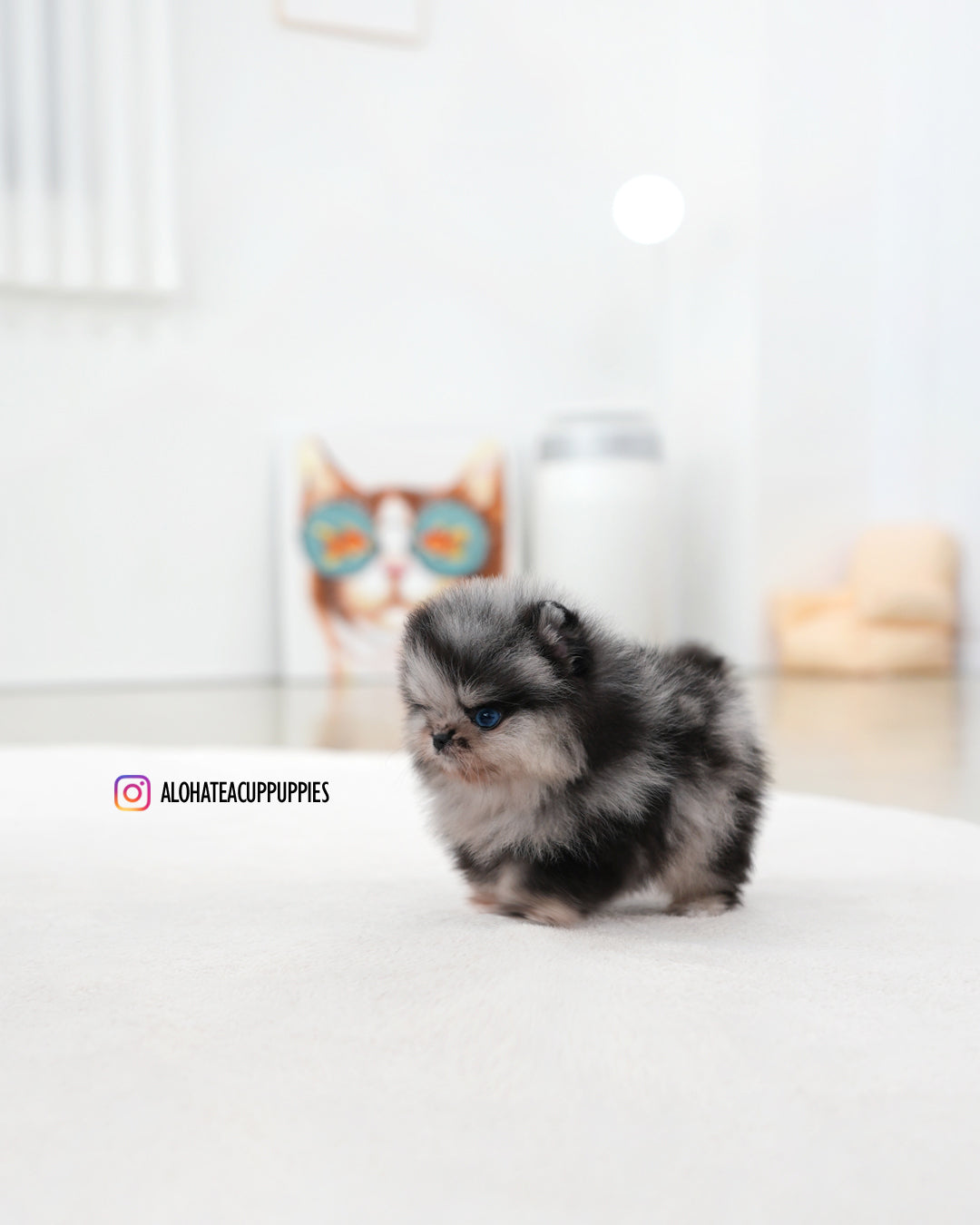 Felix [POMERANIA TAZA DE TÉ]