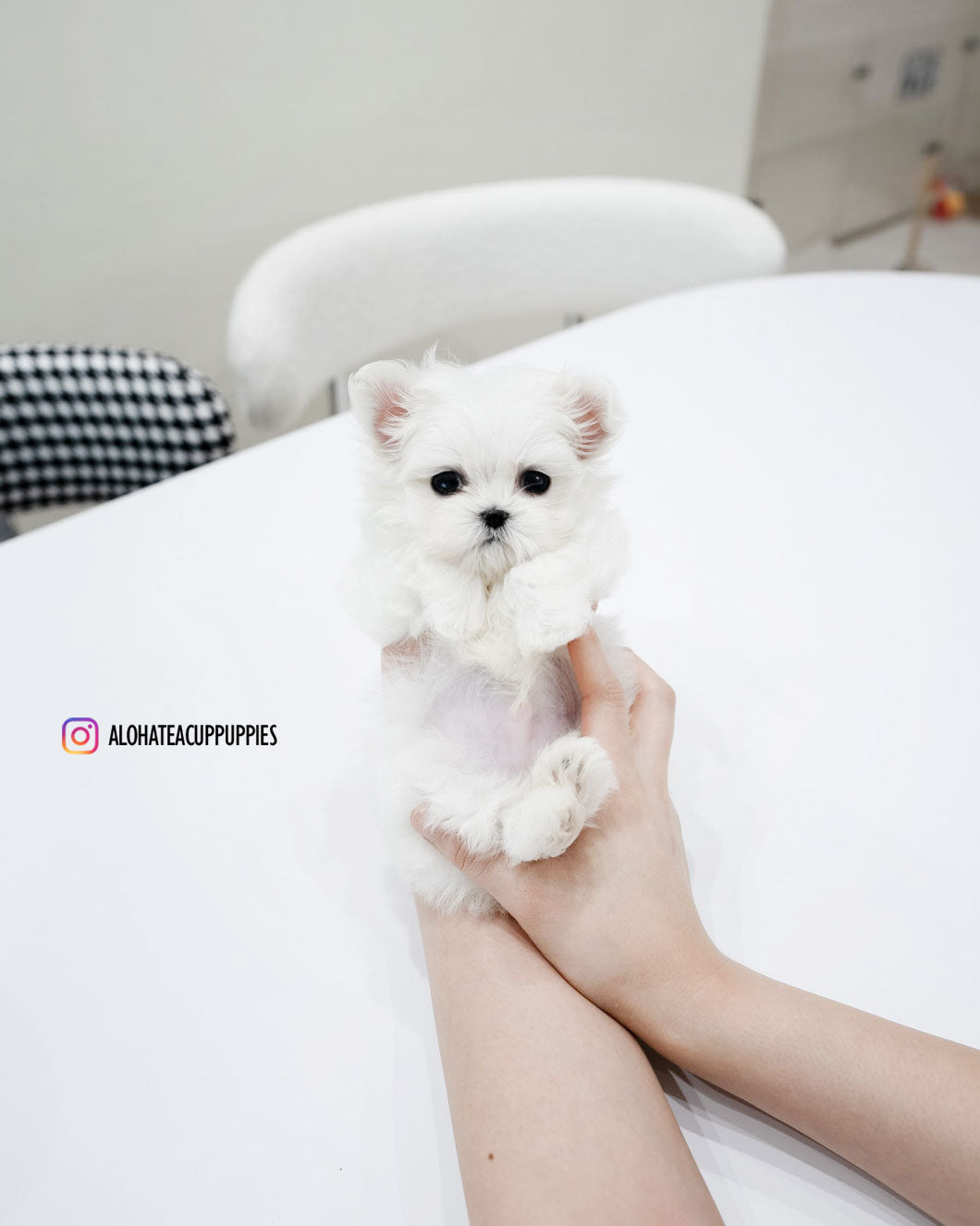 Gian [TEACUP MALTESE]