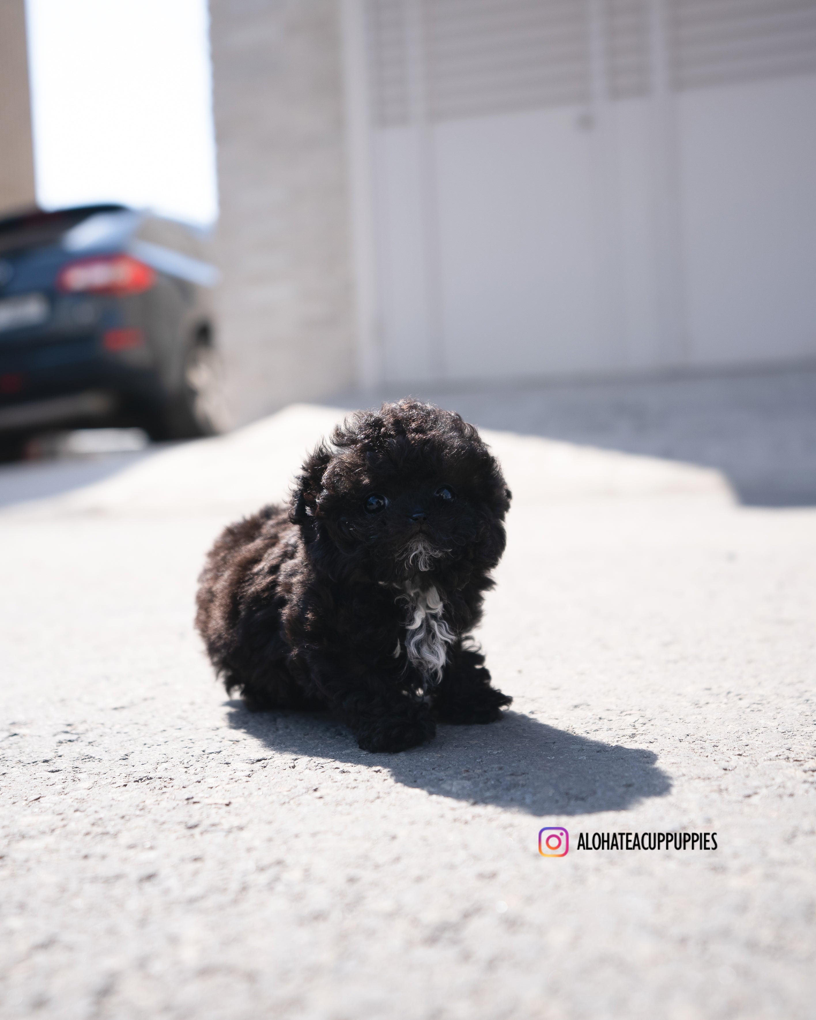Mael [TEACUP POODLE]
