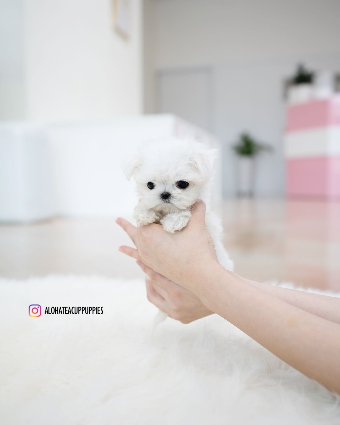 Honey [TEACUP MALTESE]