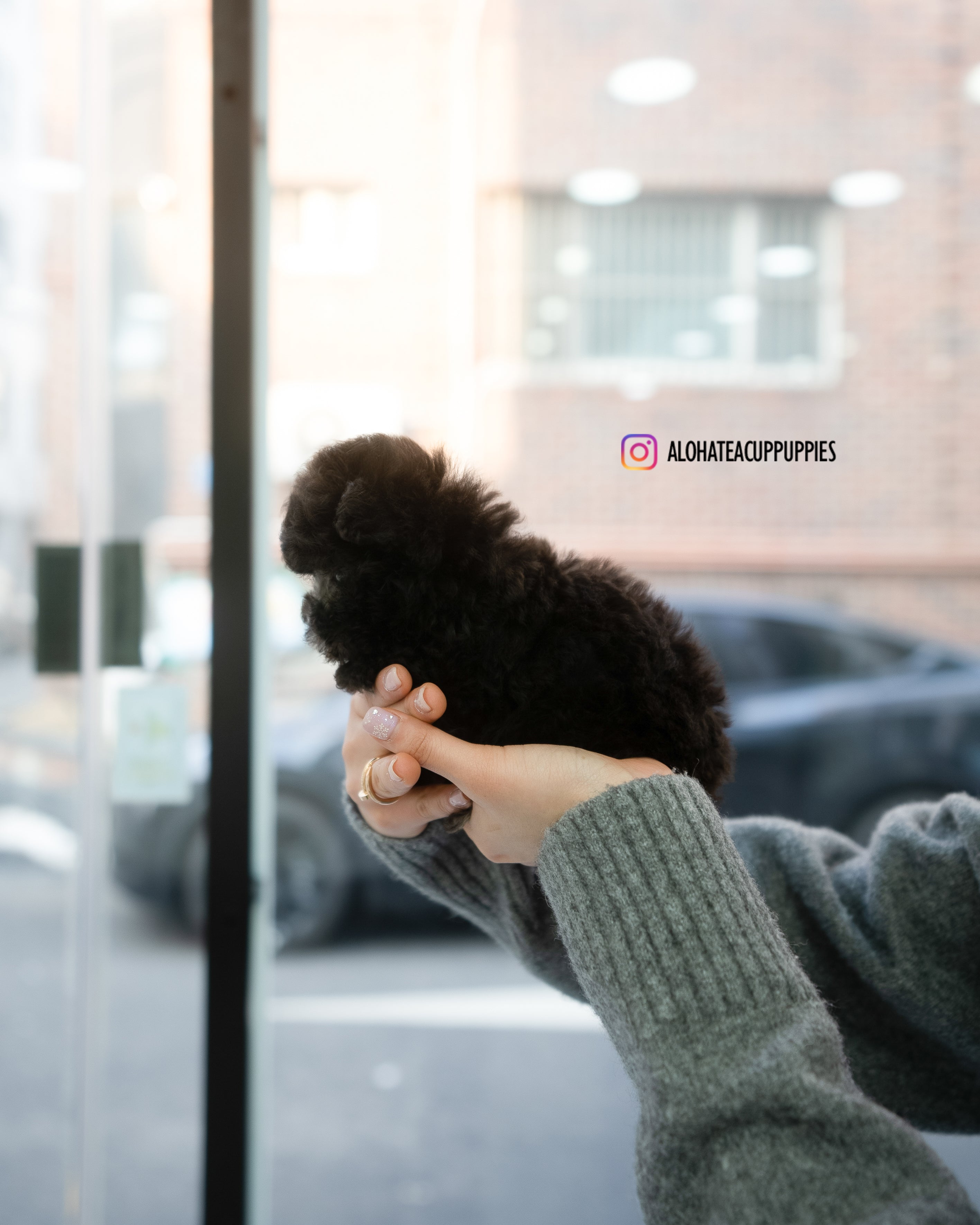 Odette [TEACUP POODLE]