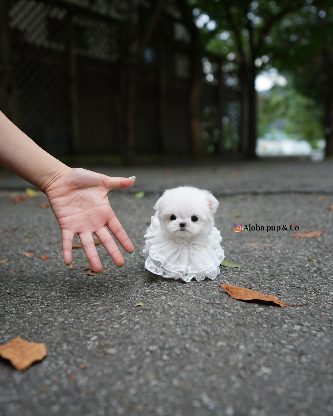 Helen [TEACUP MALTESE]