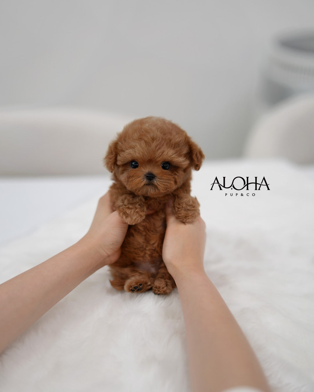 Etro [TEACUP MALTIPOO]