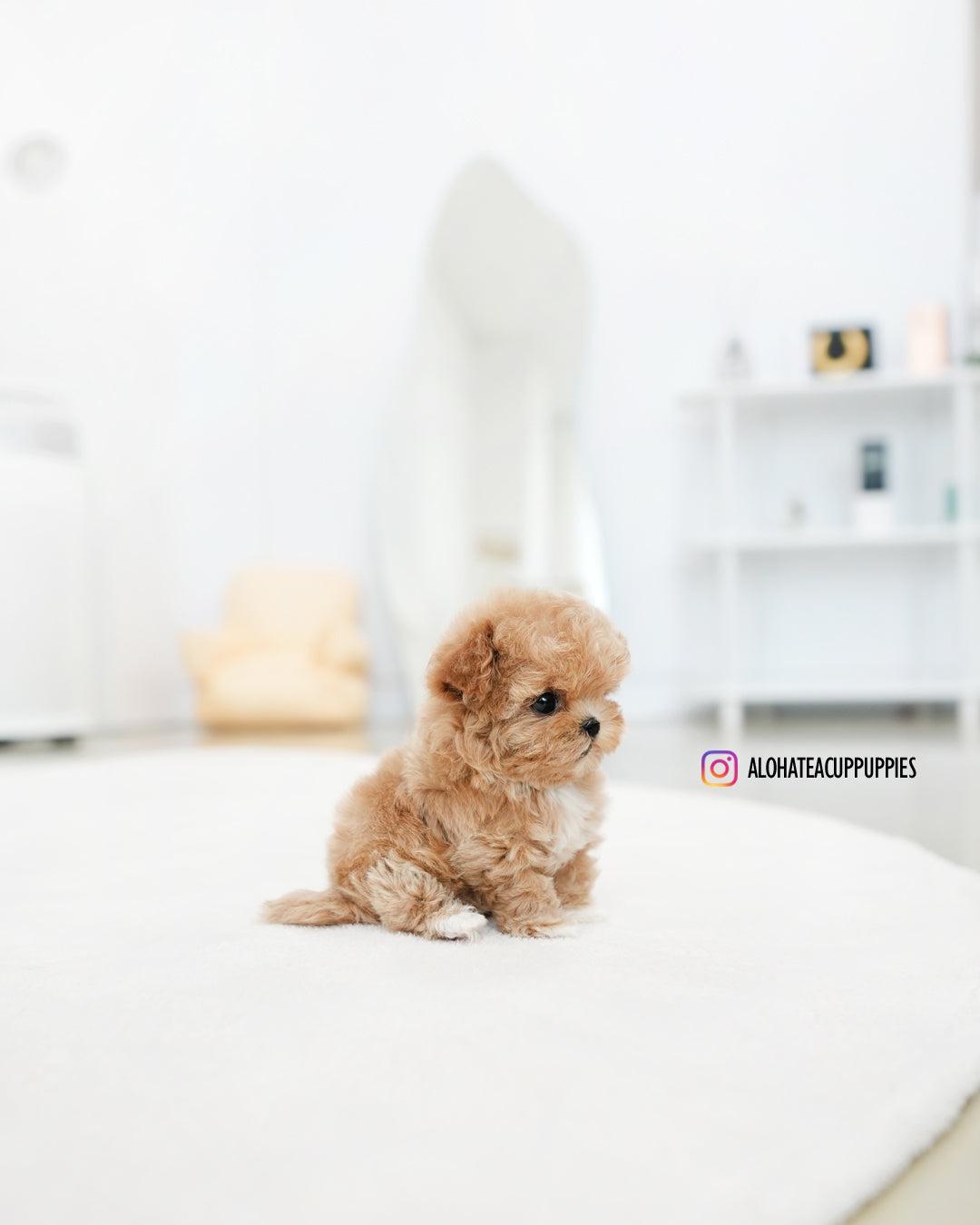Zion [TEACUP MALTIPOO]