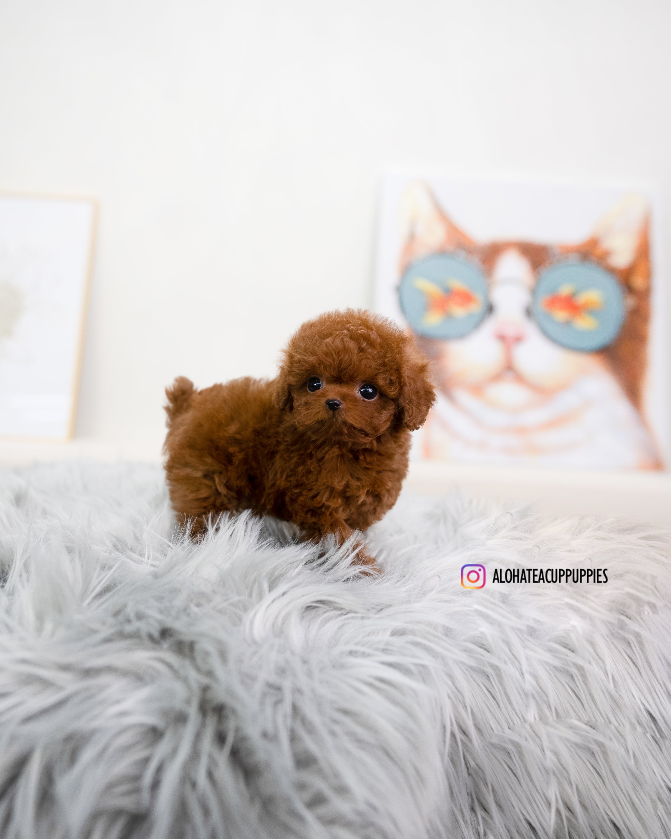 jordan [TEACUP POODLE]