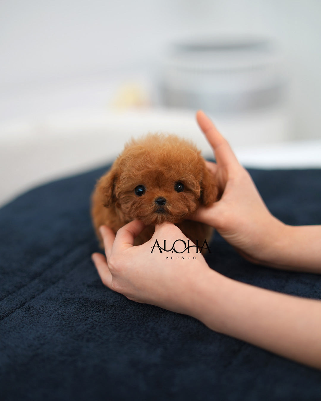 Dean [TEACUP POODLE]