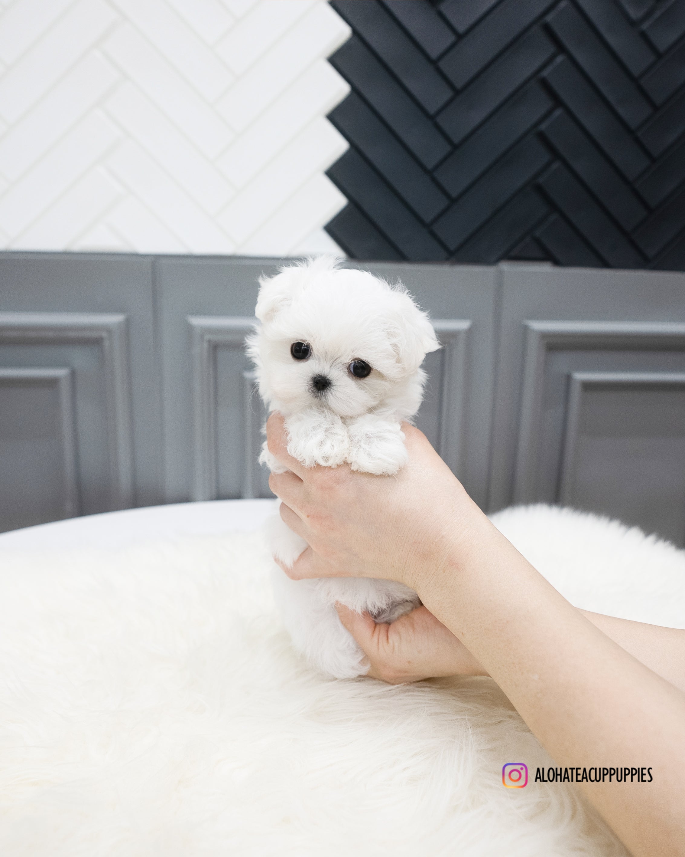 Somi [TEACUP MALTESE]