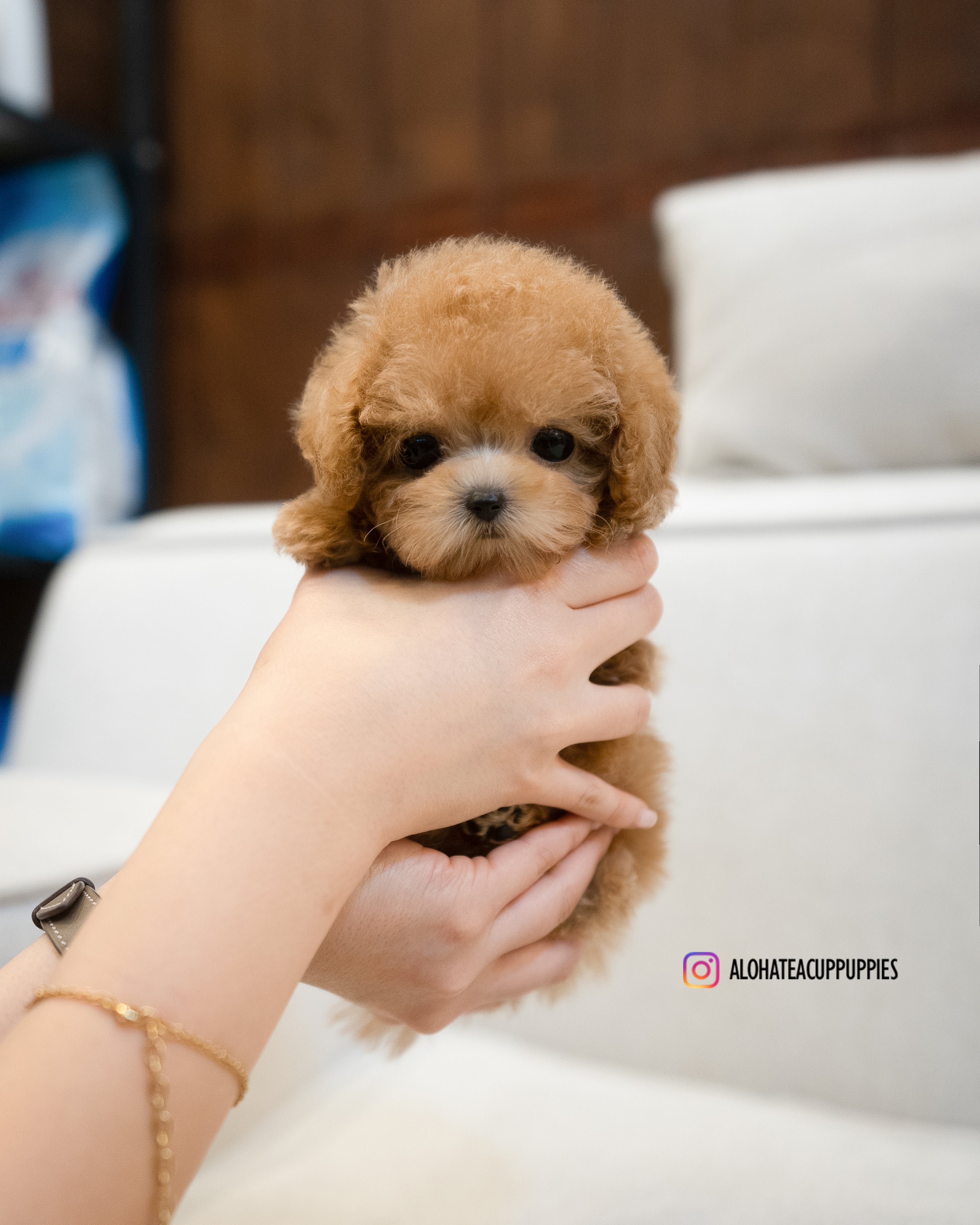 Joe [TEACUP POODLE]