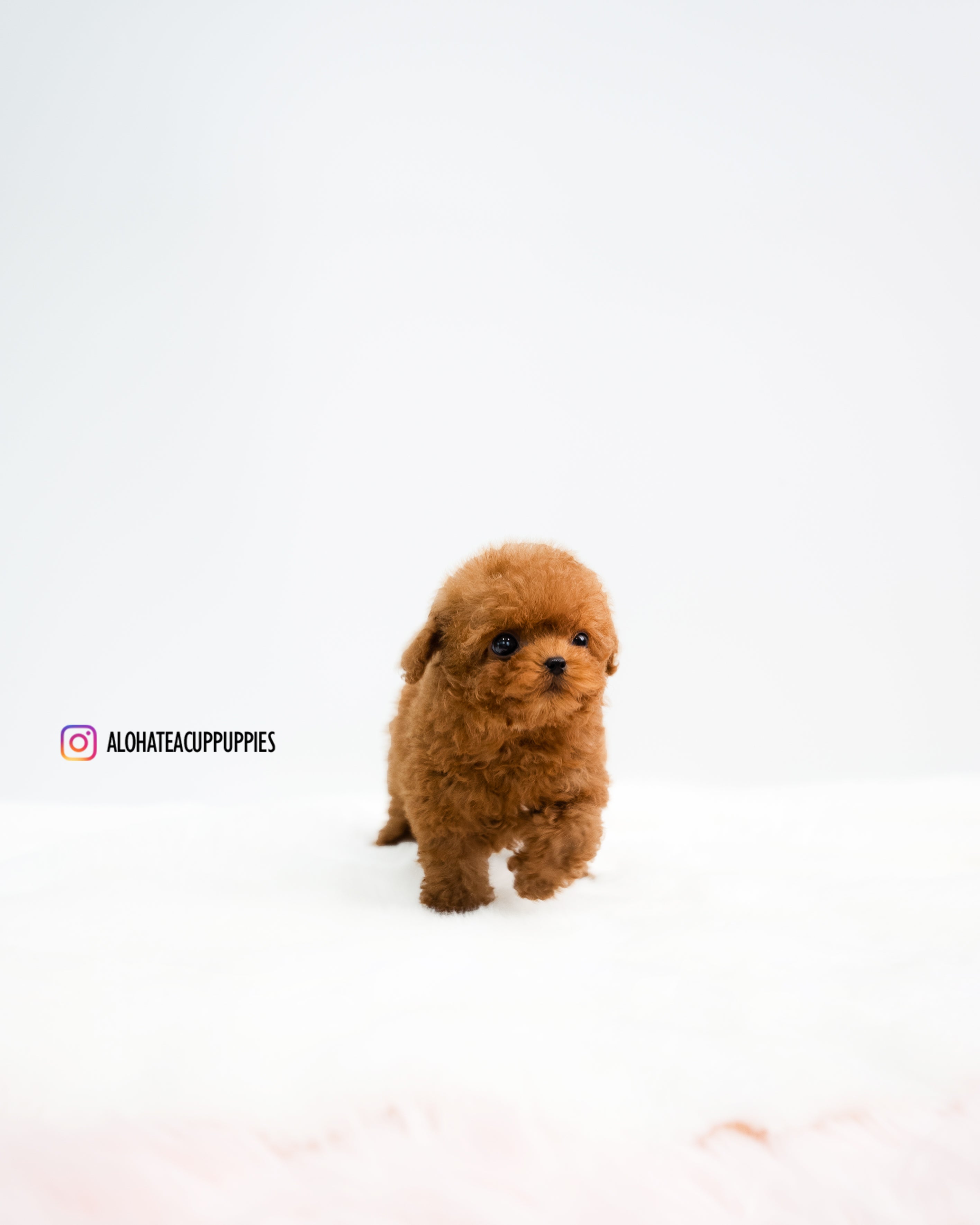 Rye [TEACUP POODLE]
