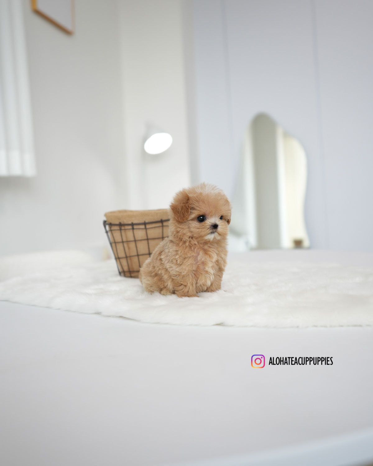Bambi [TEACUP MALTIPOO]