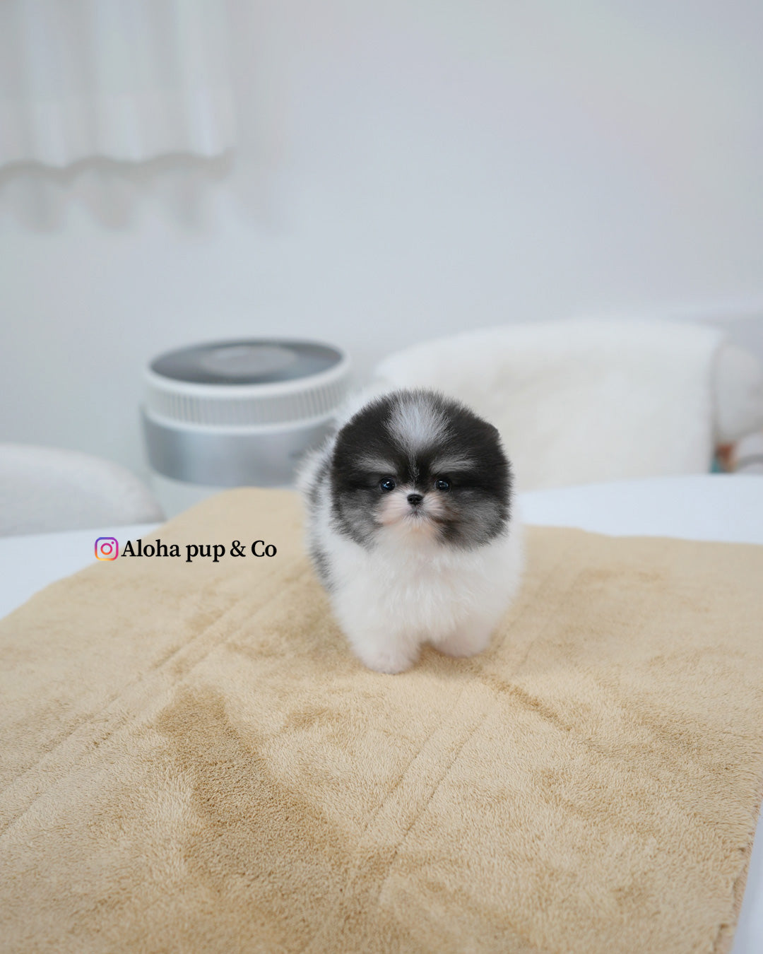 Oreo [POMERANIA TAZA DE TÉ]