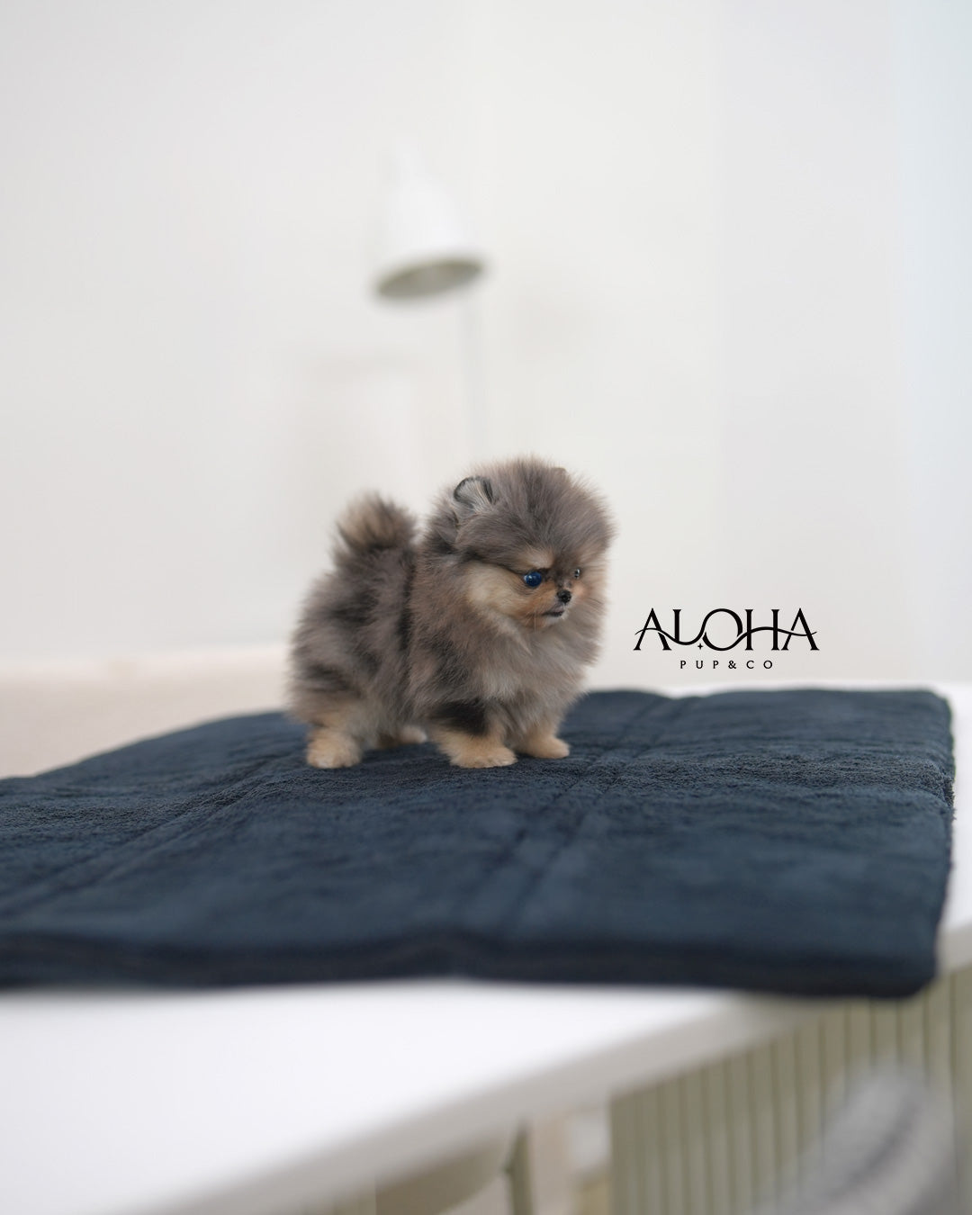 Poco [TEACUP POMERANIAN]