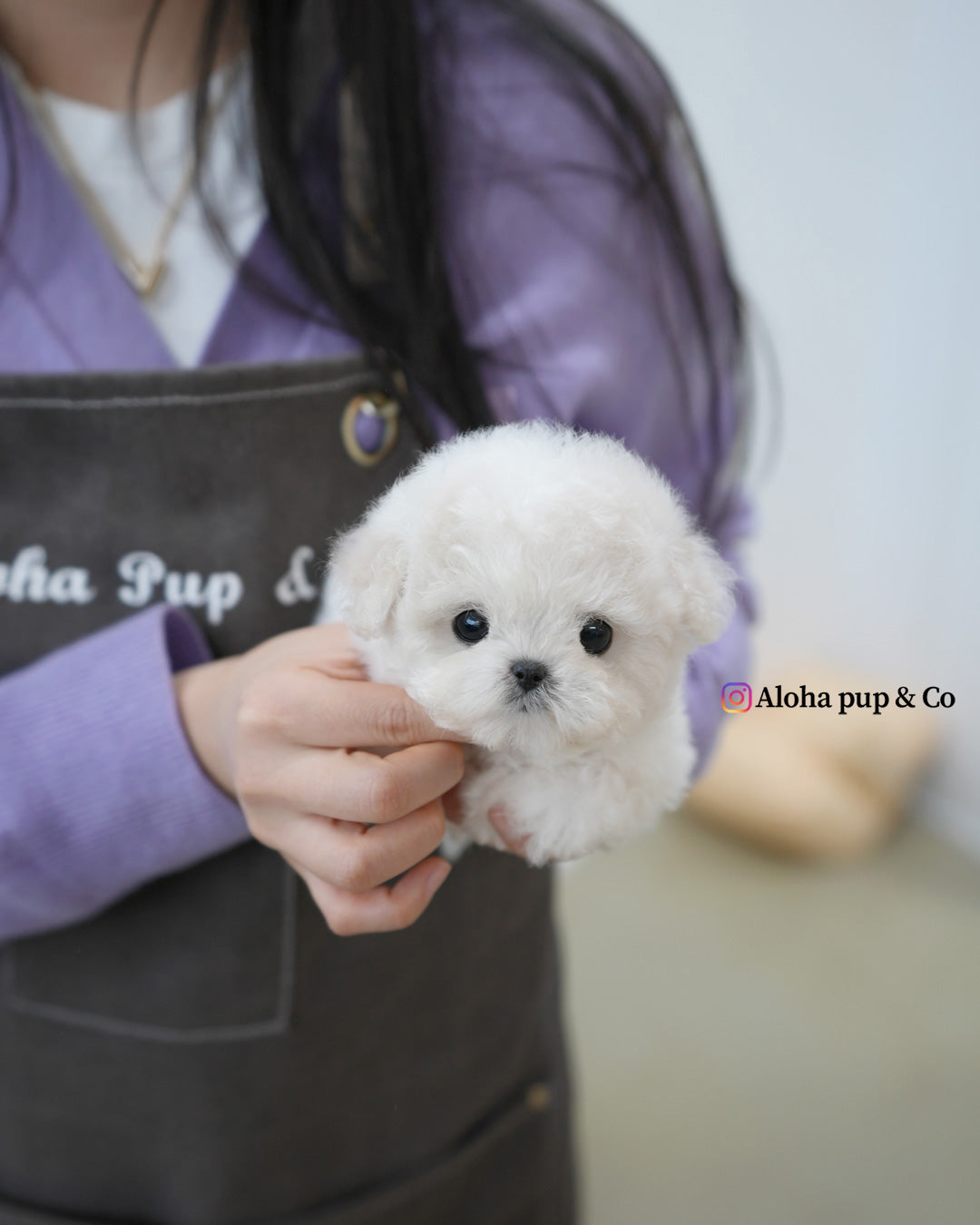 Van [TEACUP BICHON]